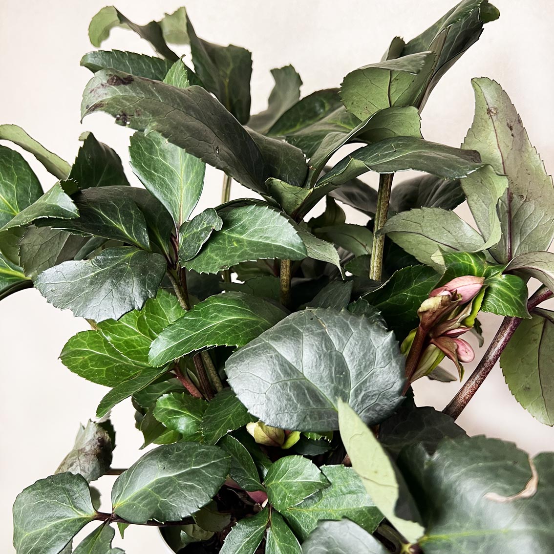 Helleborus Angel Glow (Helleboro)