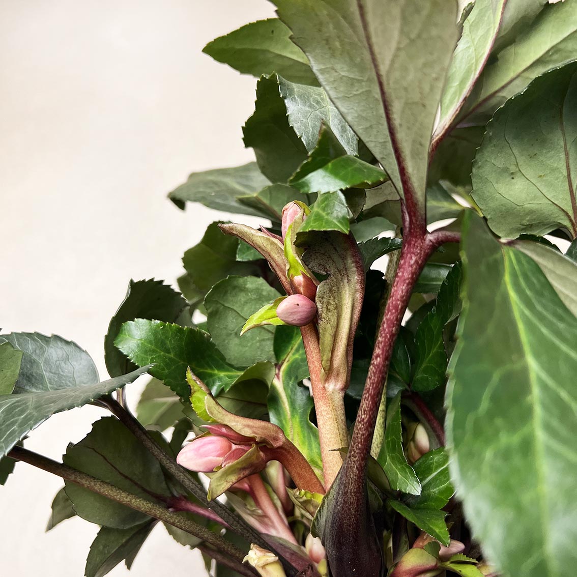 Helleborus Angel Glow (Helleboro)