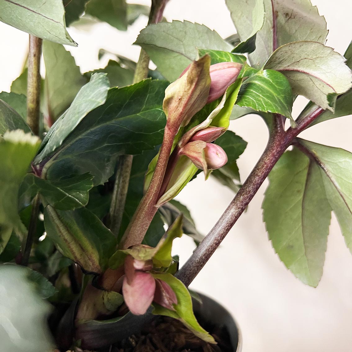 Helleborus Angel Glow (Helleboro)