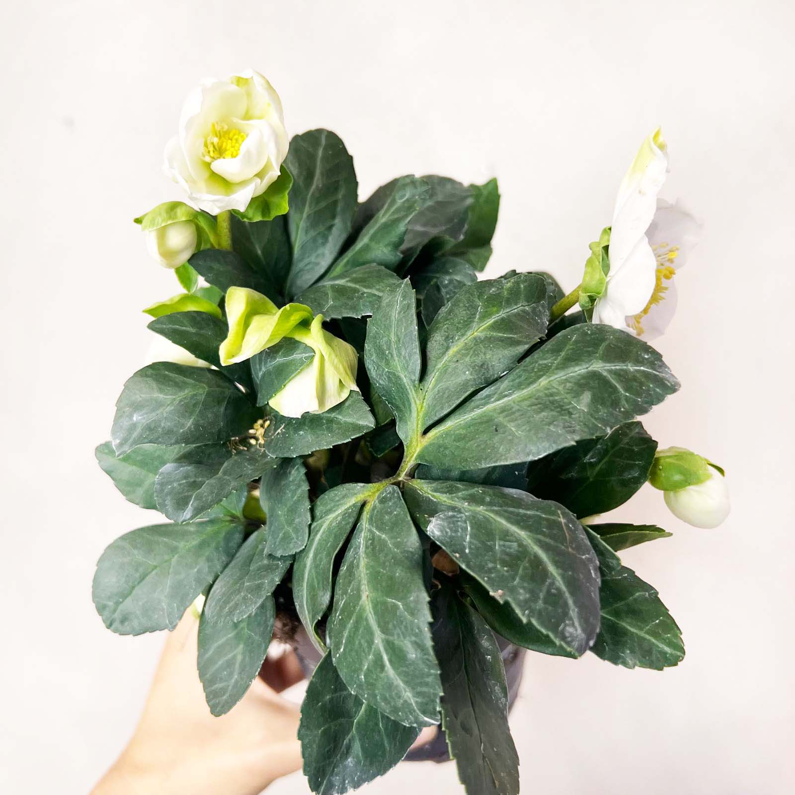 Helleborus Christmas Carol