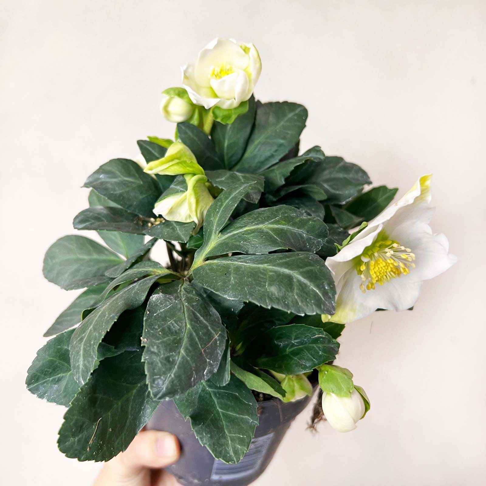 Helleborus Christmas Carol