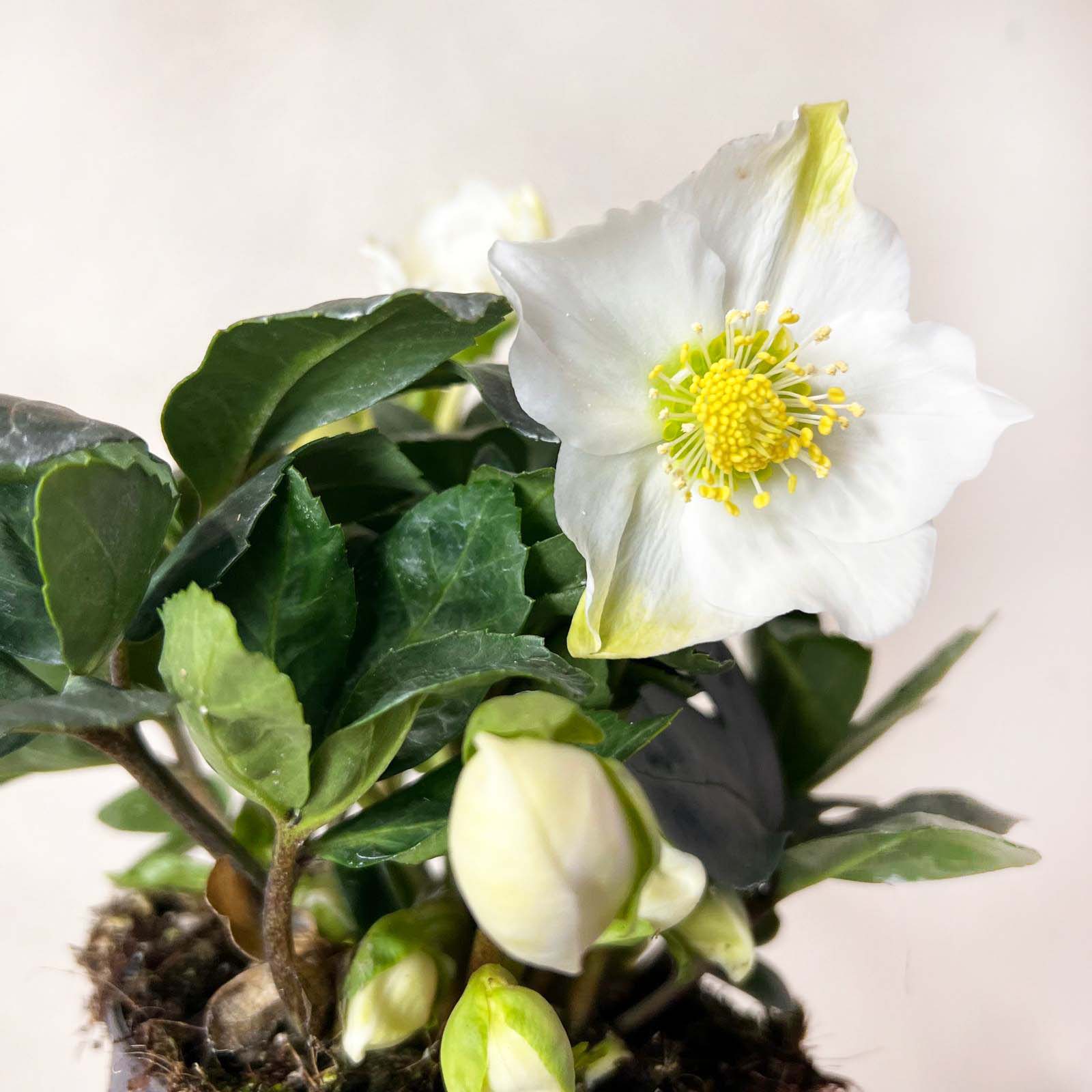 Helleborus Christmas Carol