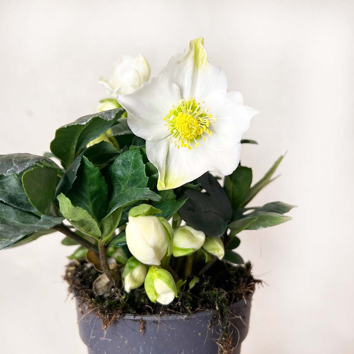 Helleborus Christmas Carol