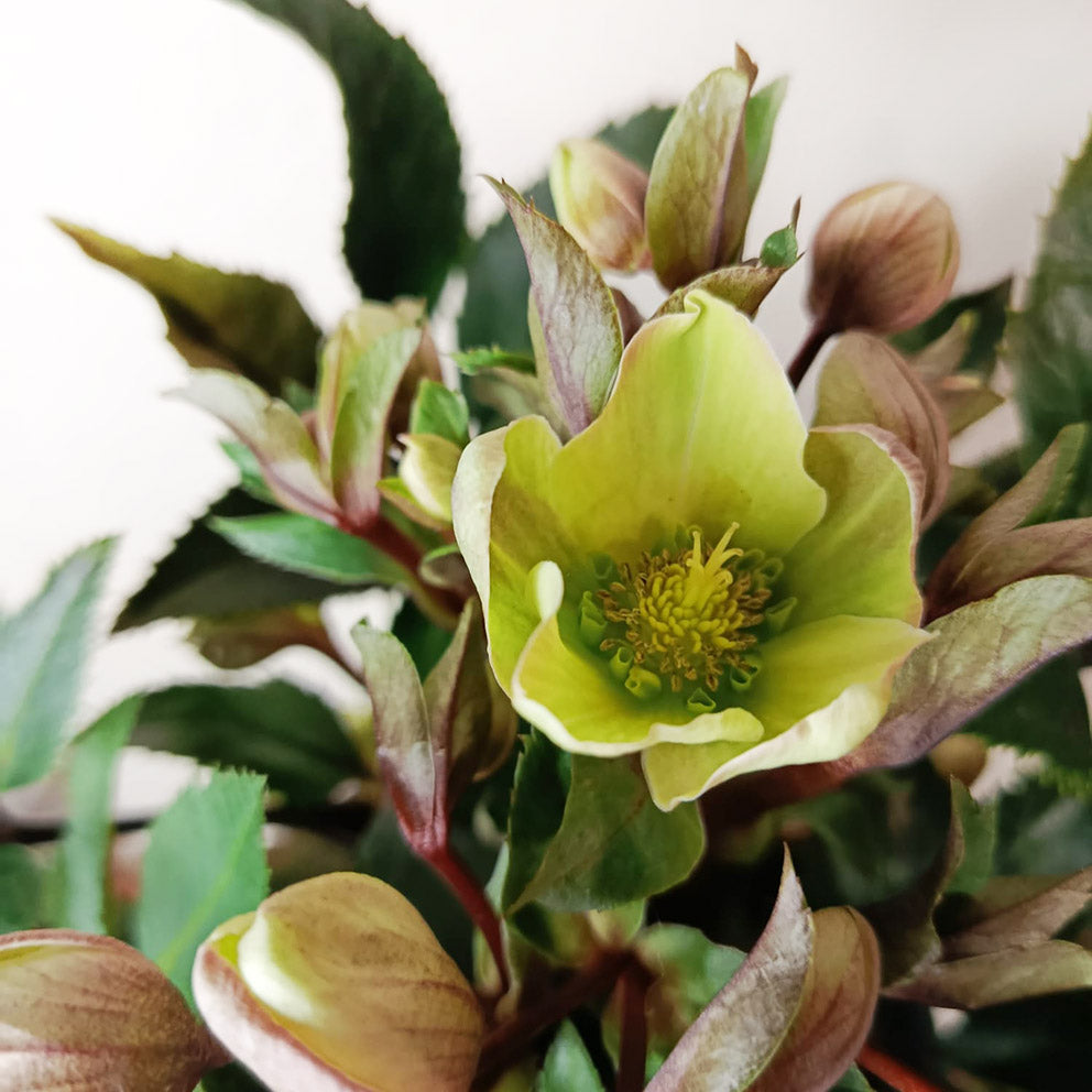 Helleborus Niger Winter