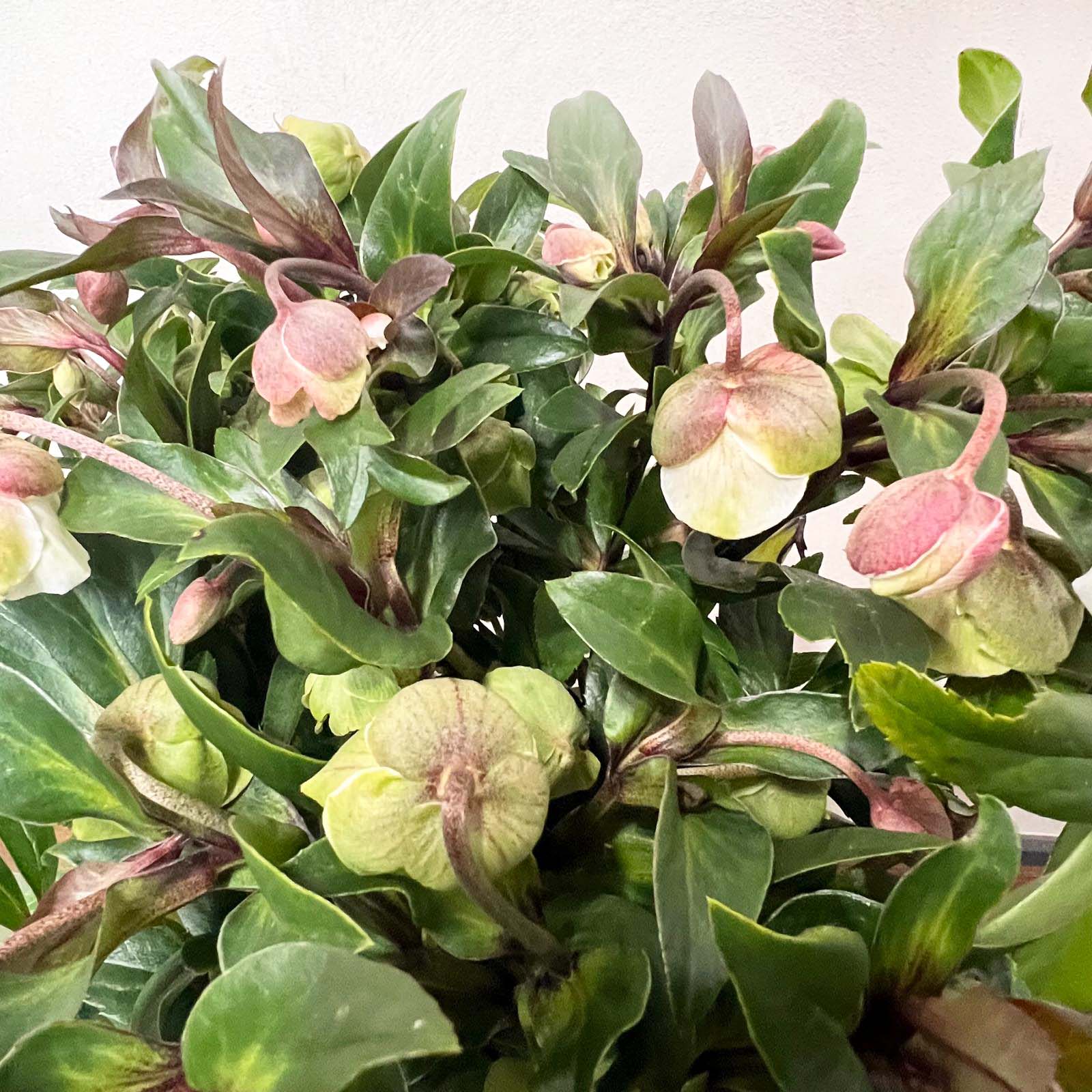 Helleborus Winterbells