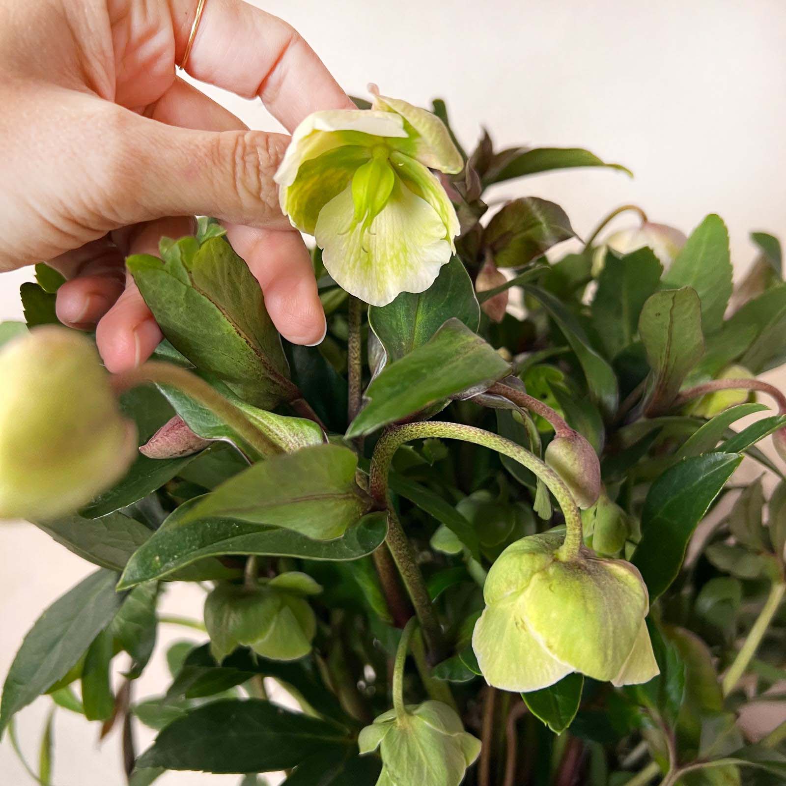 Helleborus Winterbells