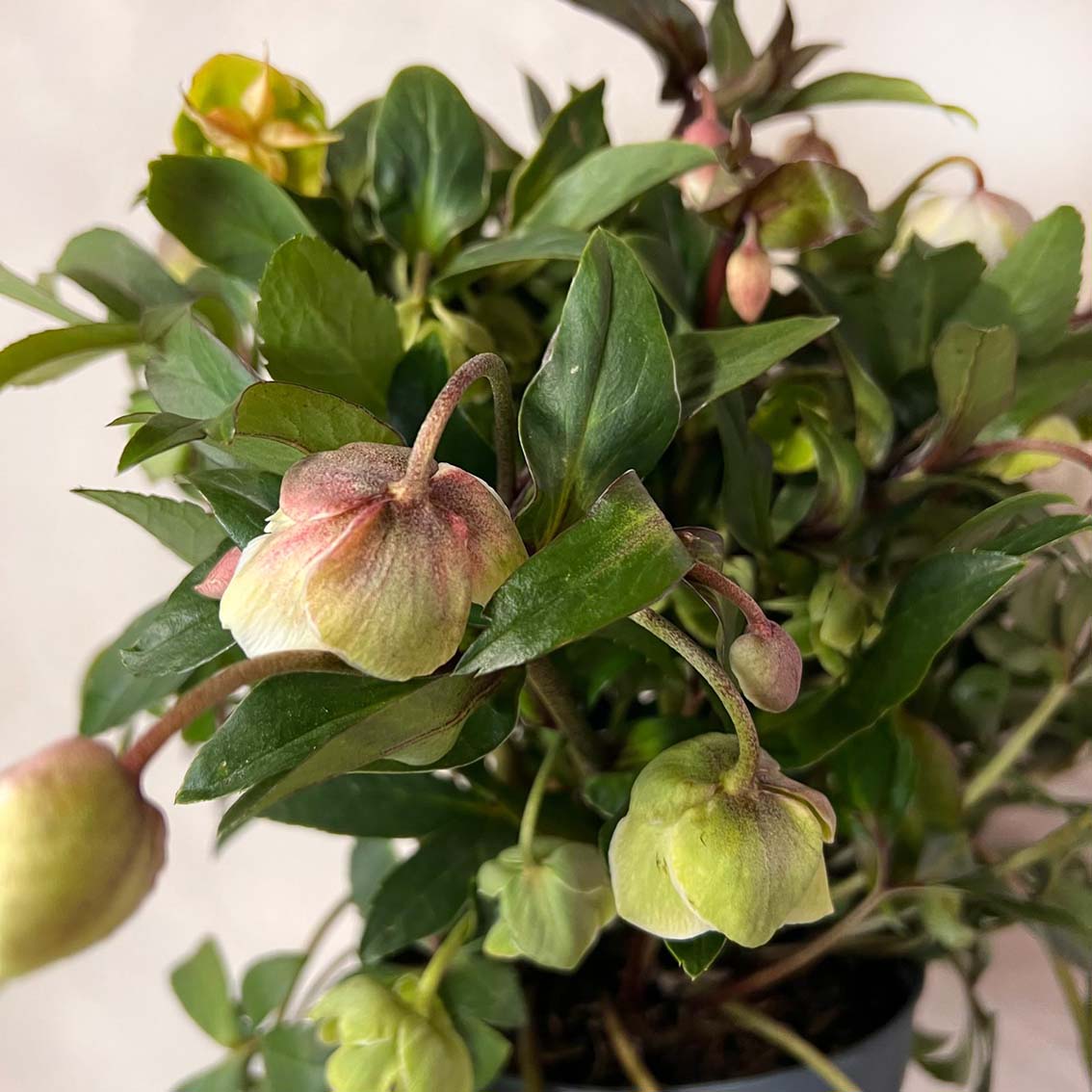 Helleborus Winterbells