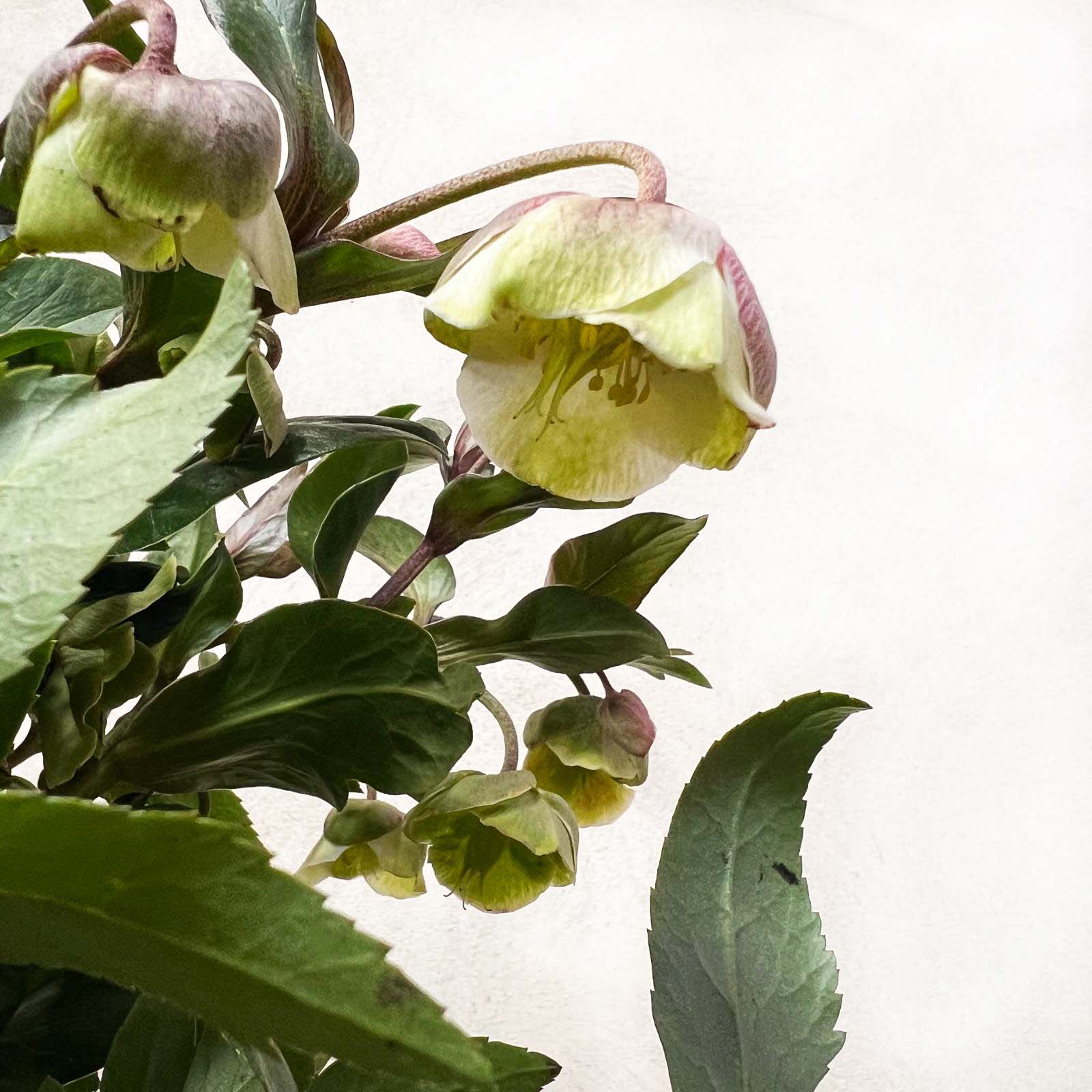 Helleborus Winterbells