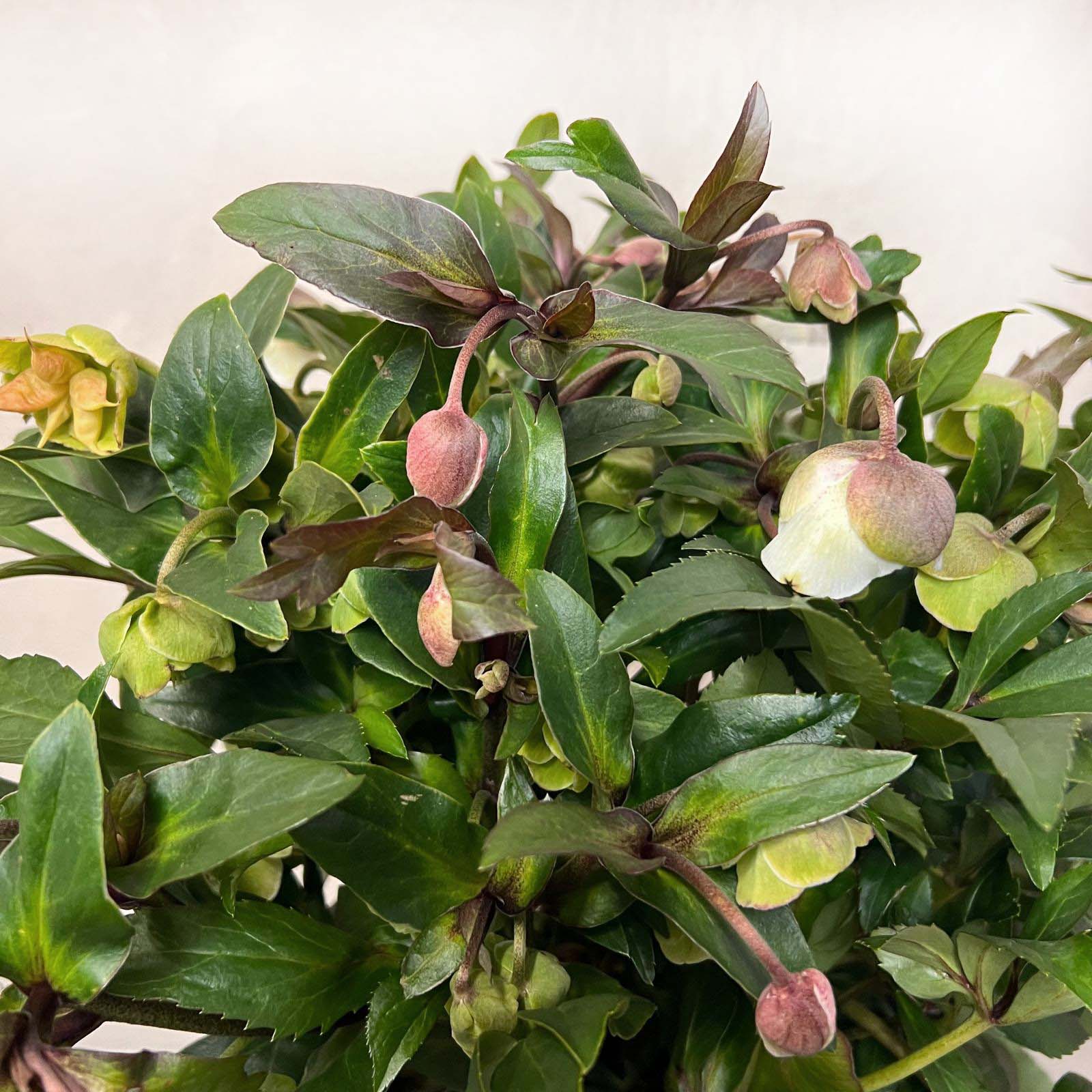Helleborus Winterbells