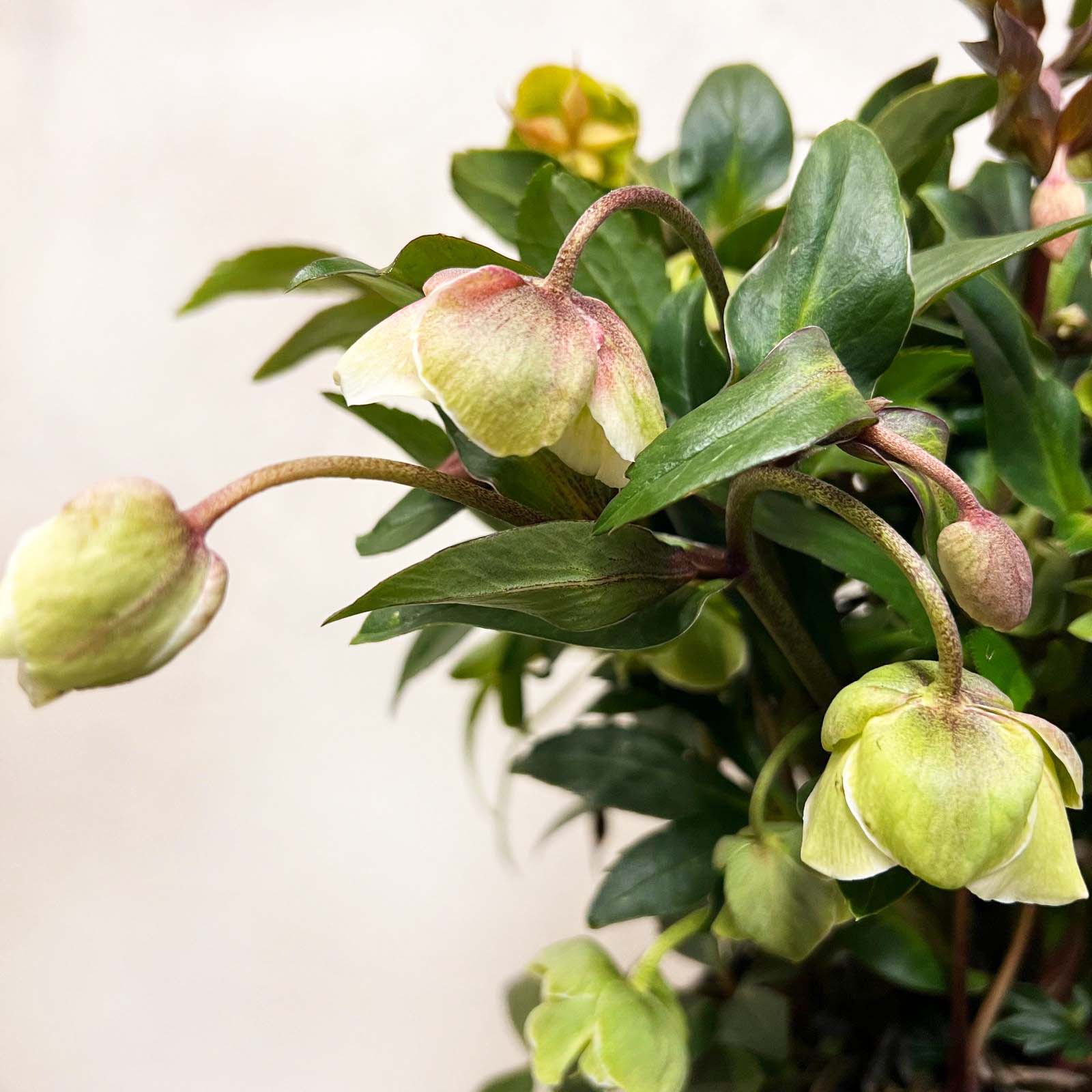 Helleborus Winterbells