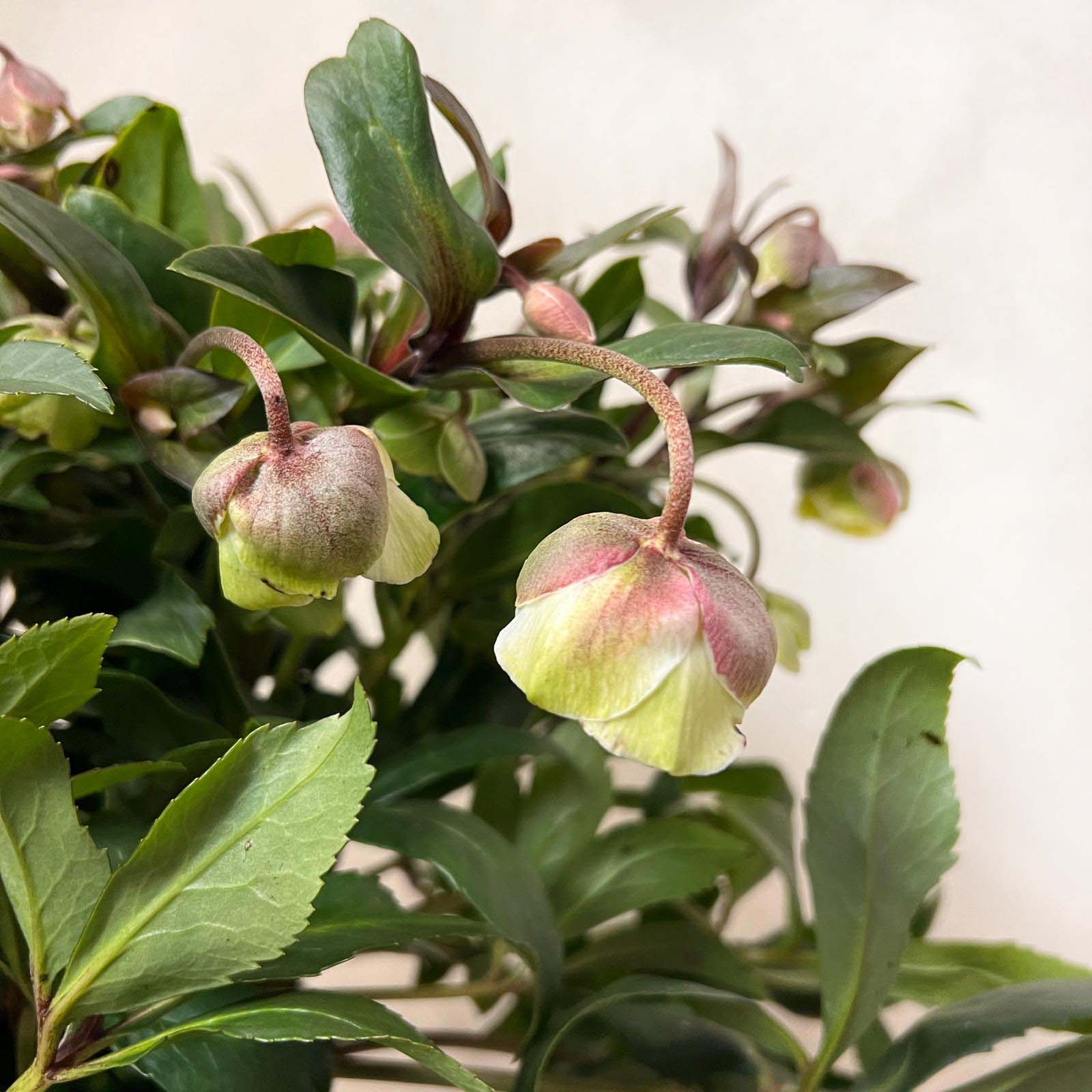 Helleborus Winterbells