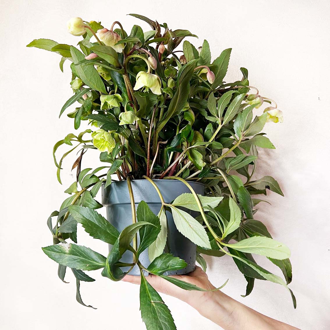 Helleborus Winterbells