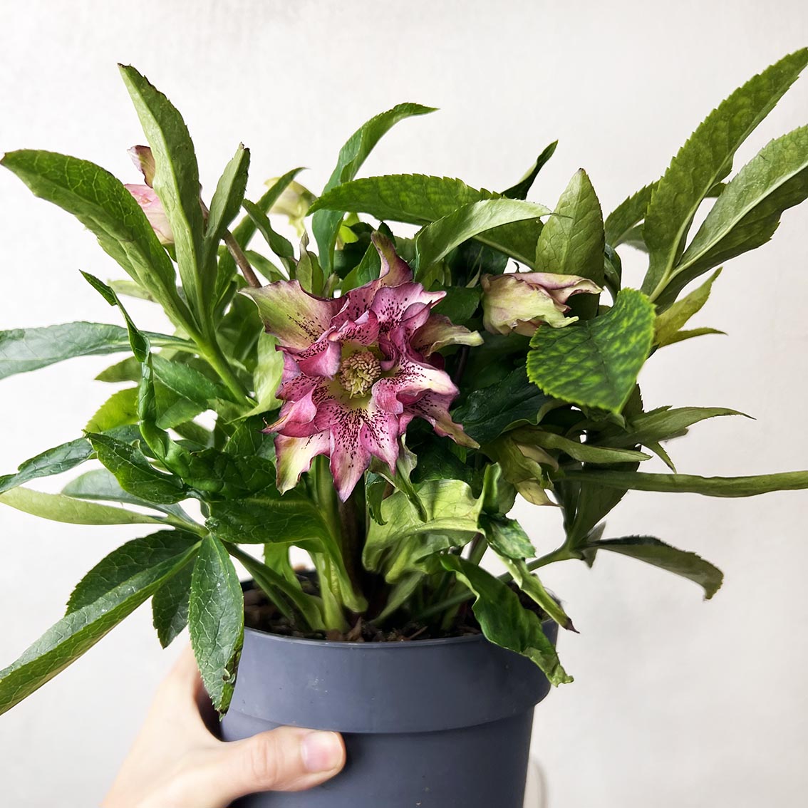 Helleborus orientalis Hello Amber (Helleboro)