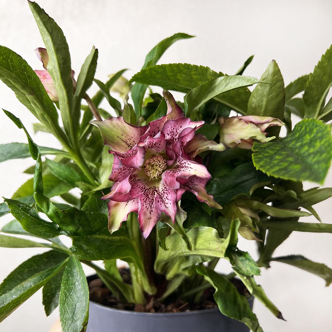 Helleborus orientalis Hello Amber (Helleboro)