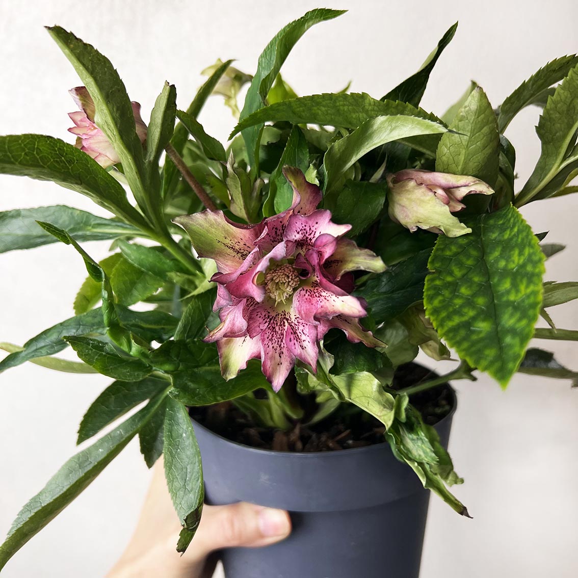 Helleborus orientalis Hello Amber (Helleboro)