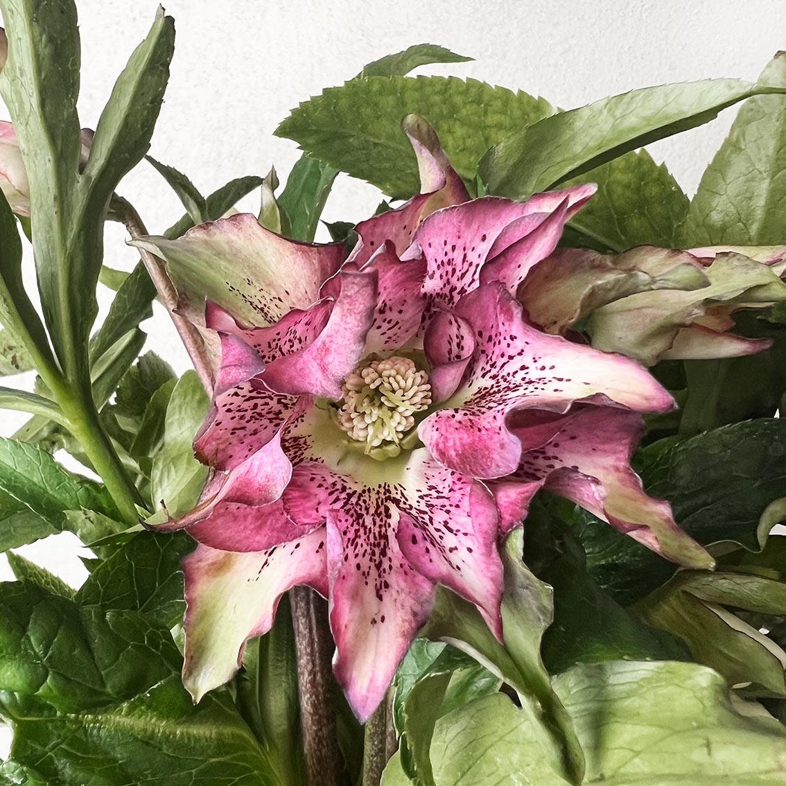 Helleborus orientalis Hello Amber (Helleboro)