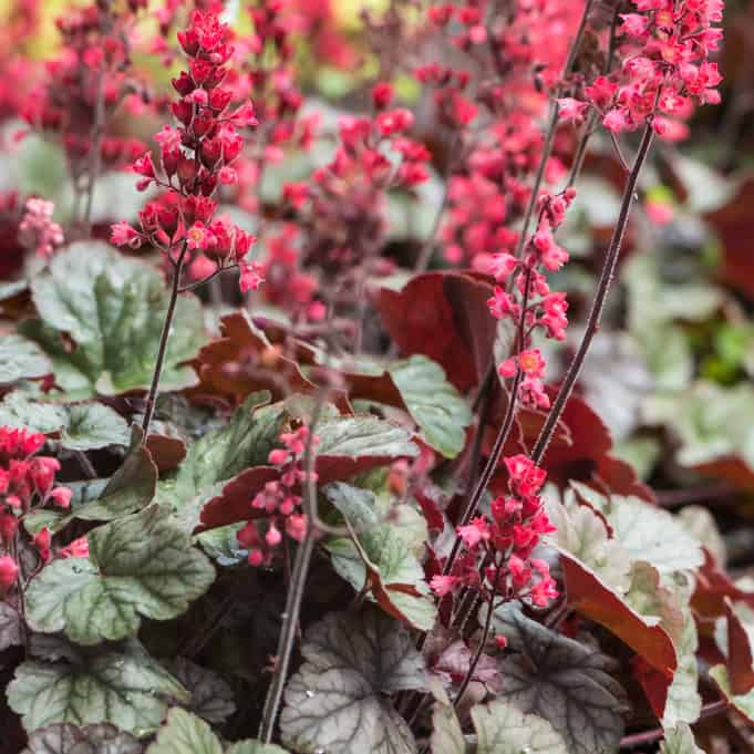 Heuchera Hip Hip Hooray