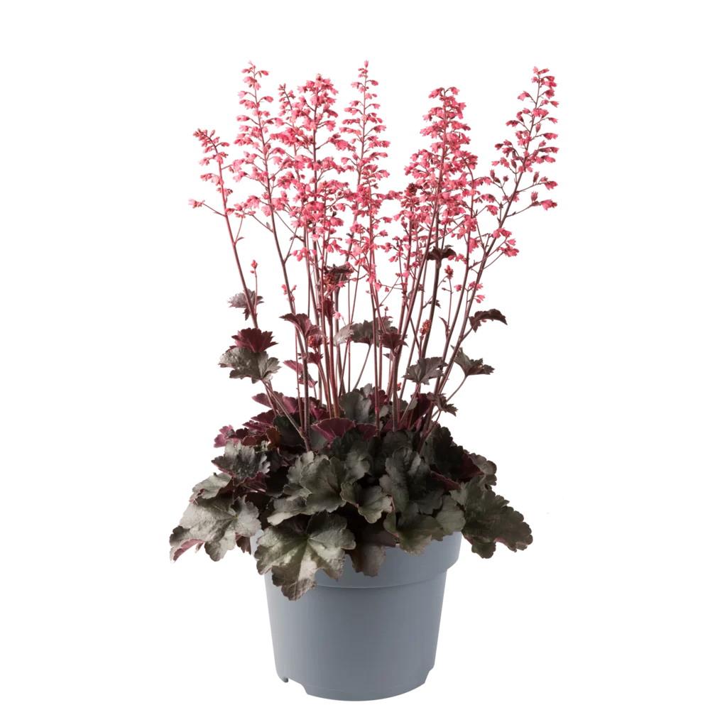 Heuchera Hip Hip Hooray