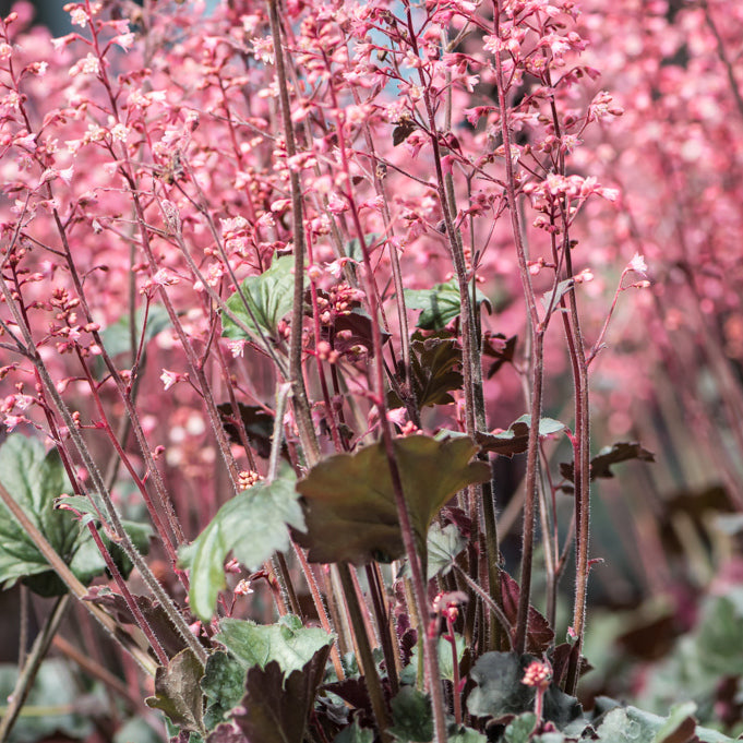 Heuchera Hip Hip Hooray