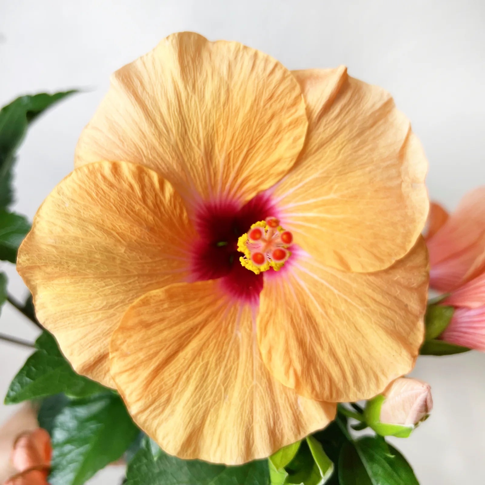 Hibiscus Rosa Sinensis