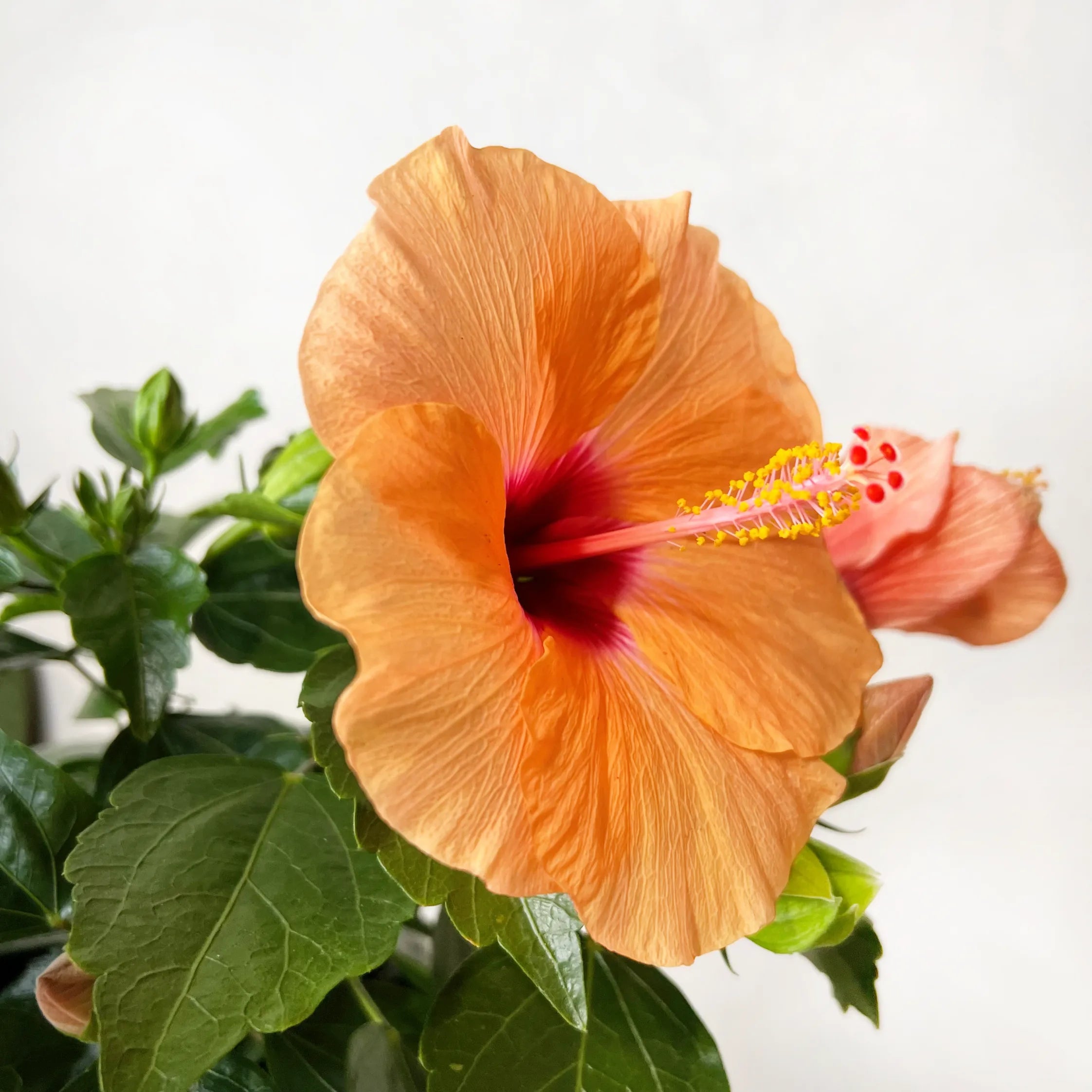 Hibiscus Rosa Sinensis