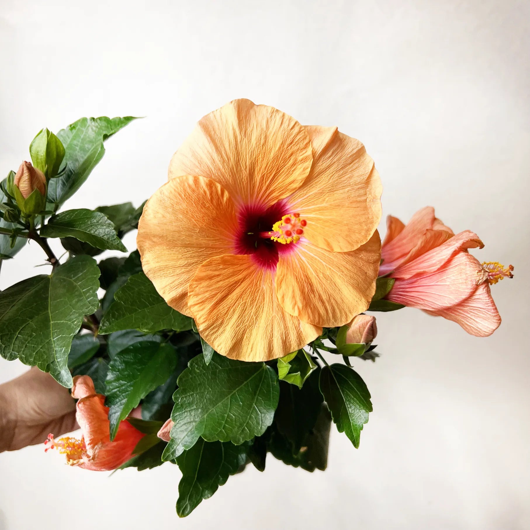 Hibiscus Rosa Sinensis