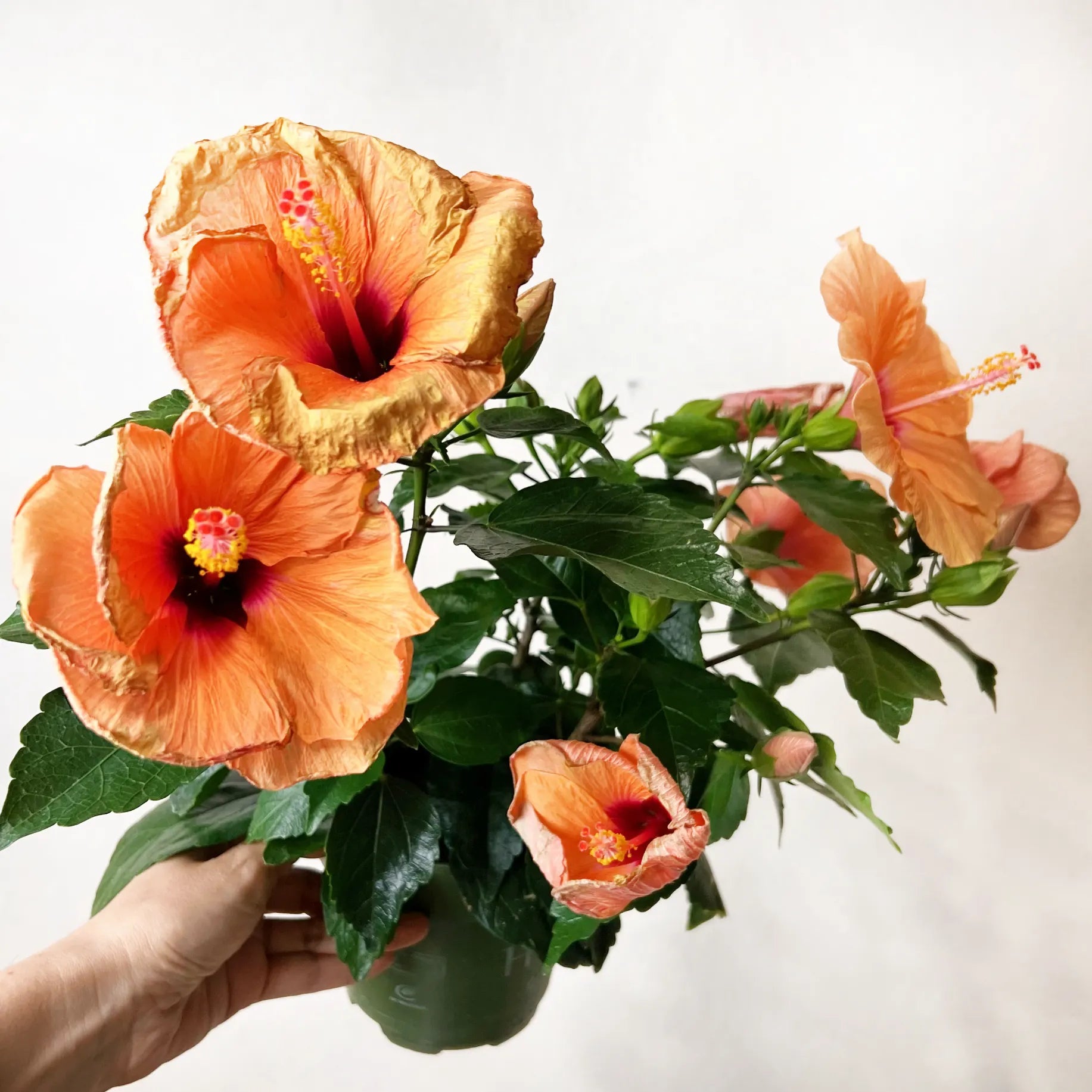 Hibiscus Rosa Sinensis