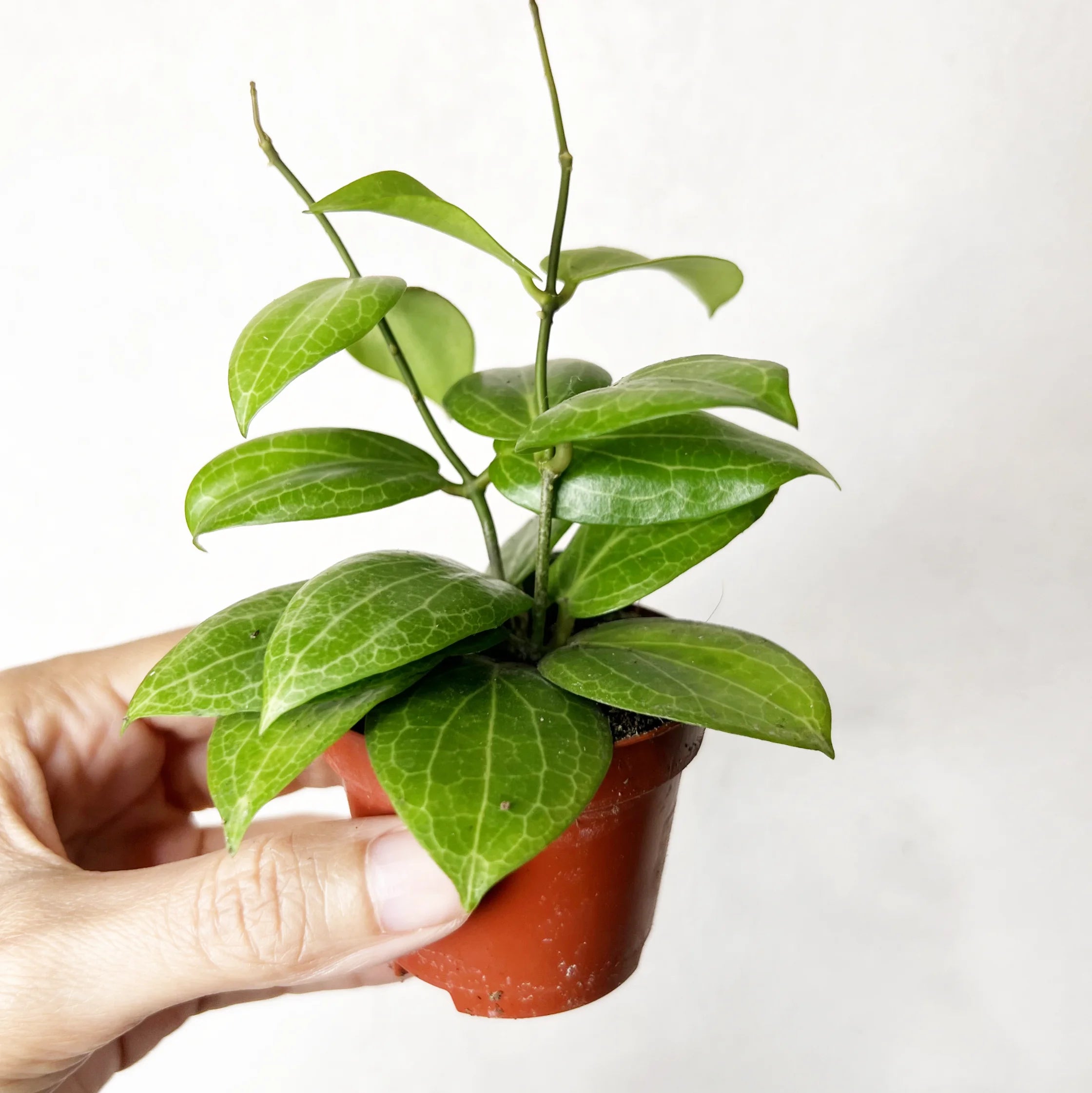 Baby Hoya Fitchii