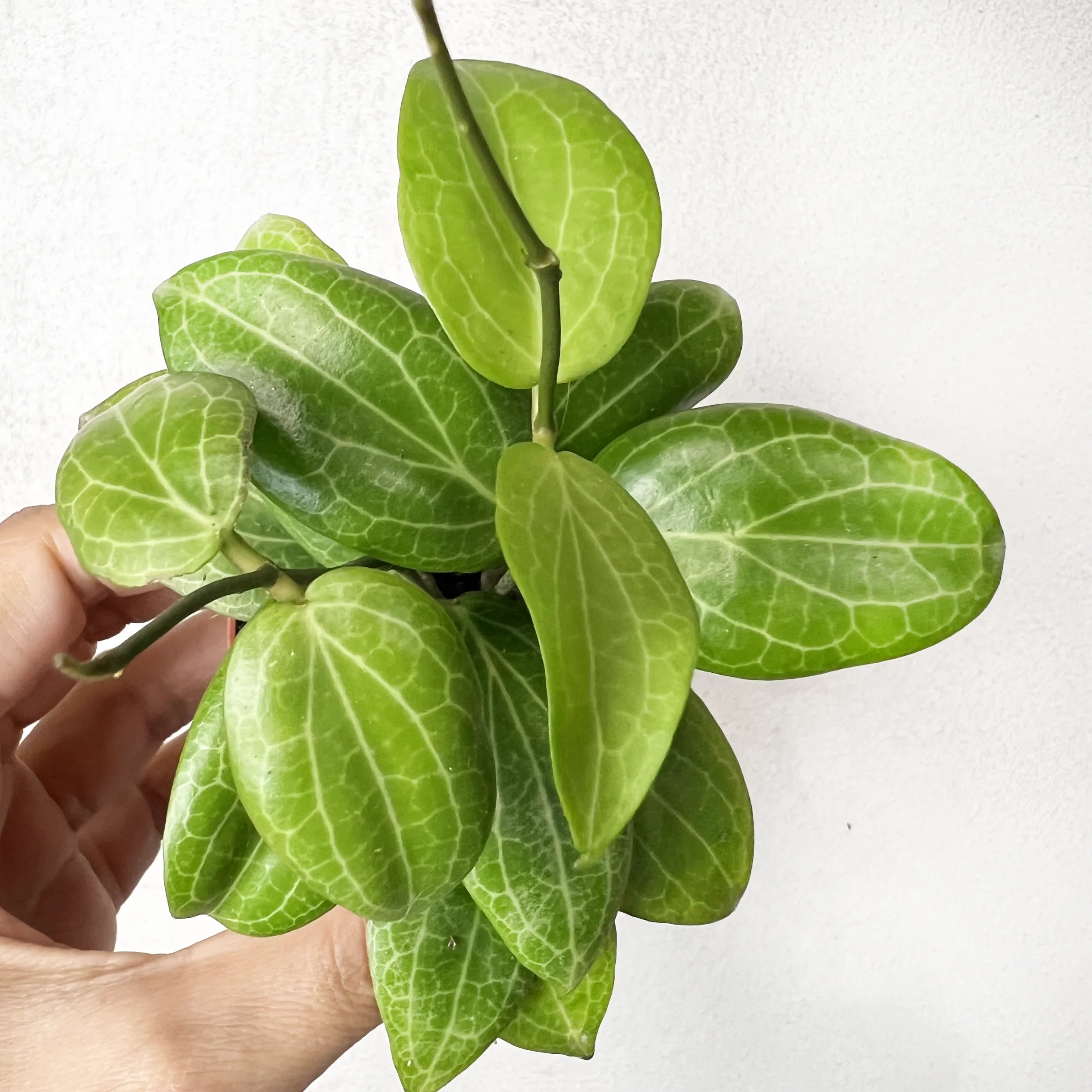 Baby Hoya Fitchii