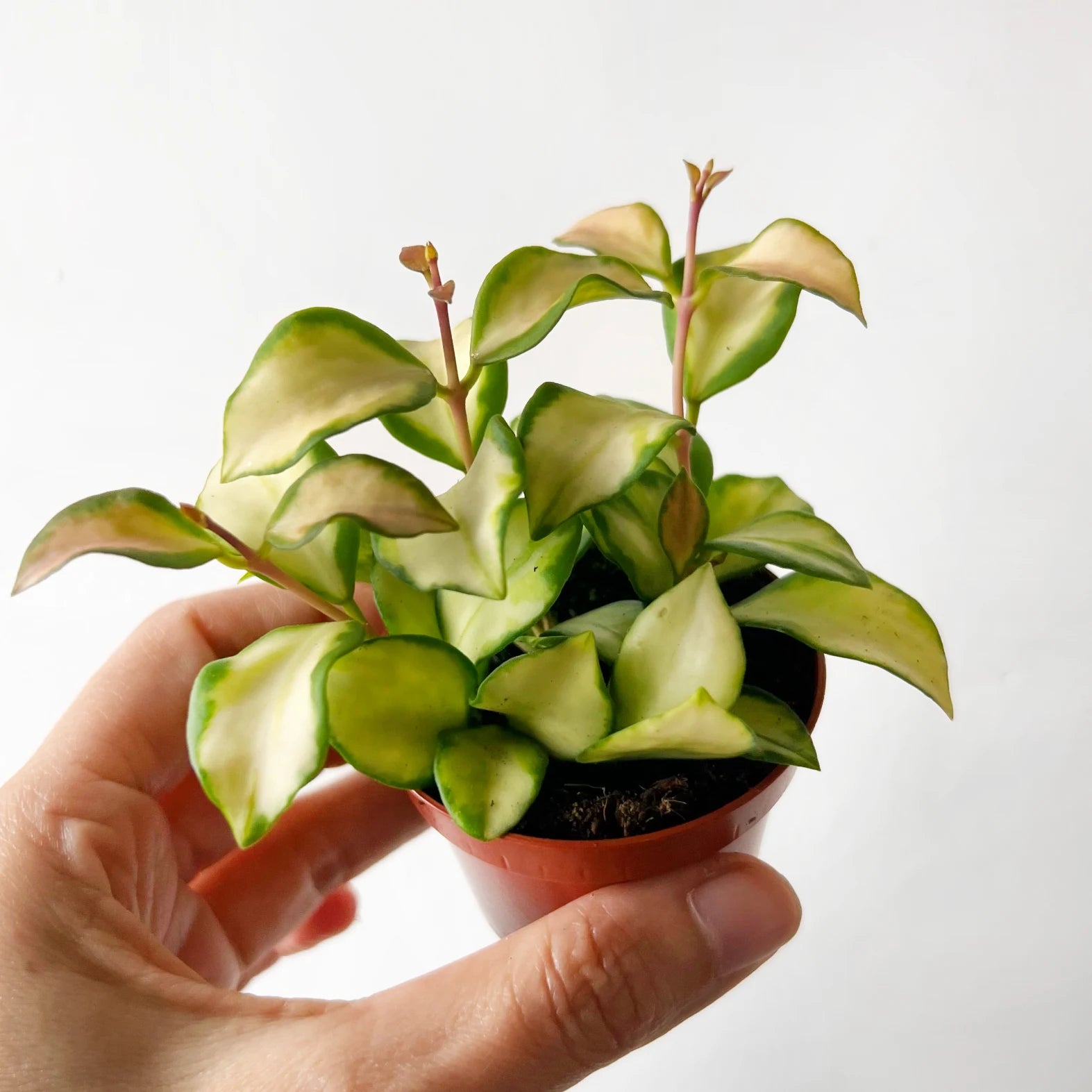 Hoya heuschkeliana variegata