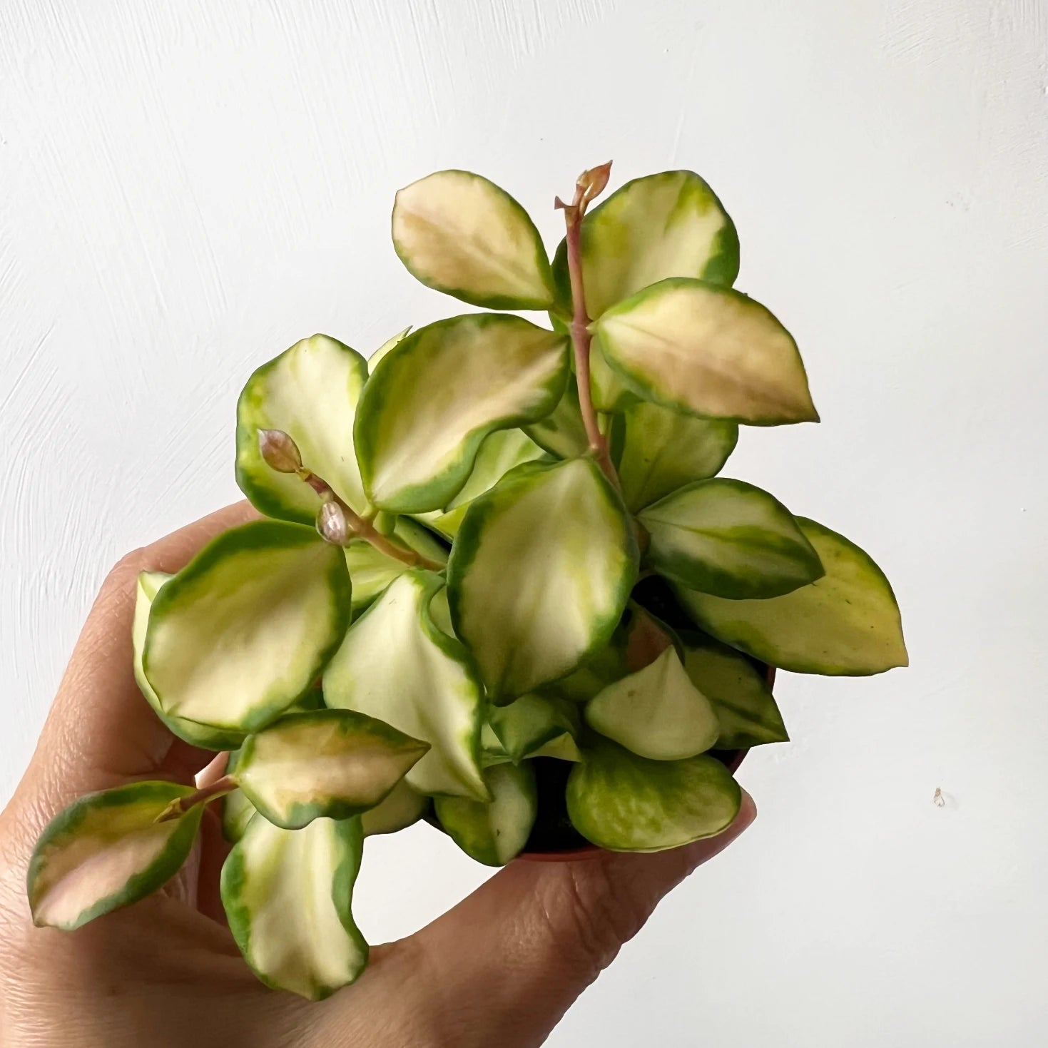 Hoya heuschkeliana variegata