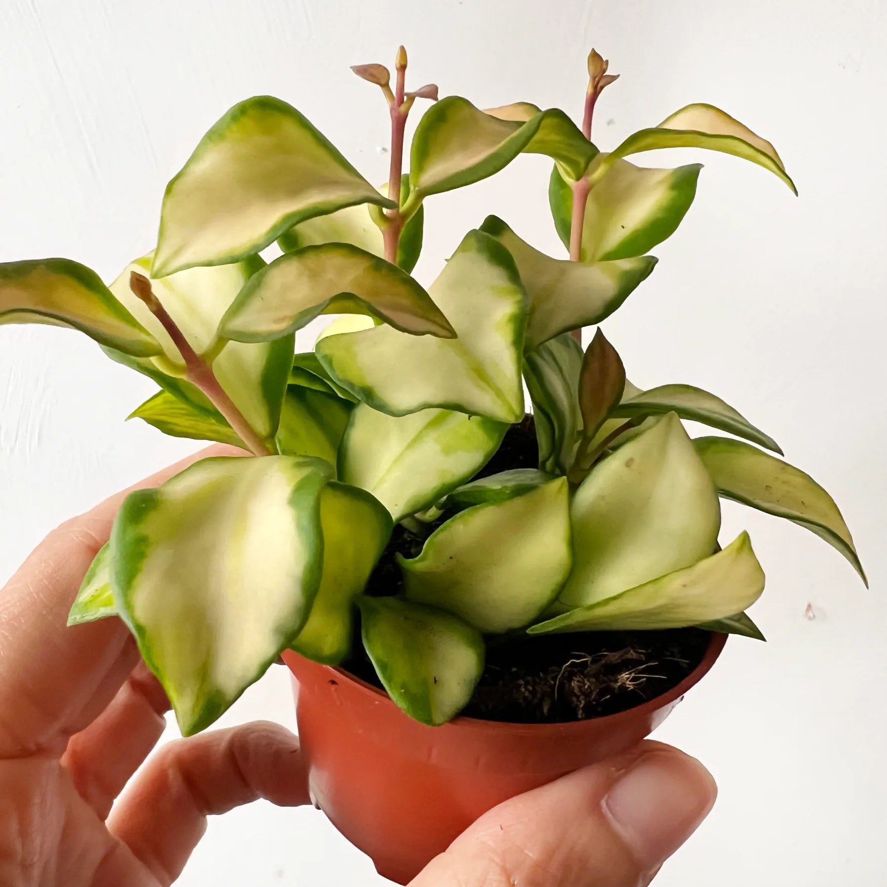 Hoya heuschkeliana variegata