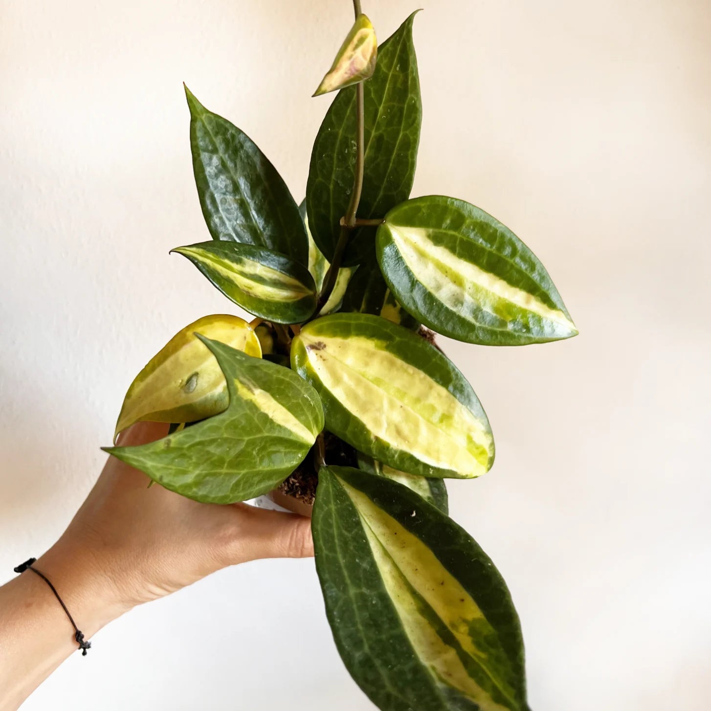 Hoya Pot of Gold