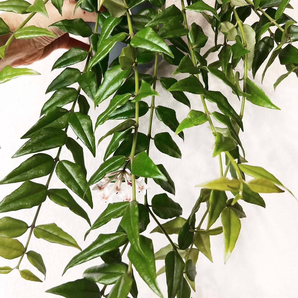Hoya Bella