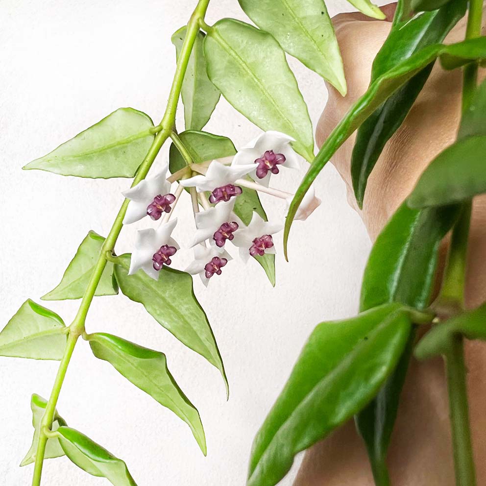 Hoya Bella