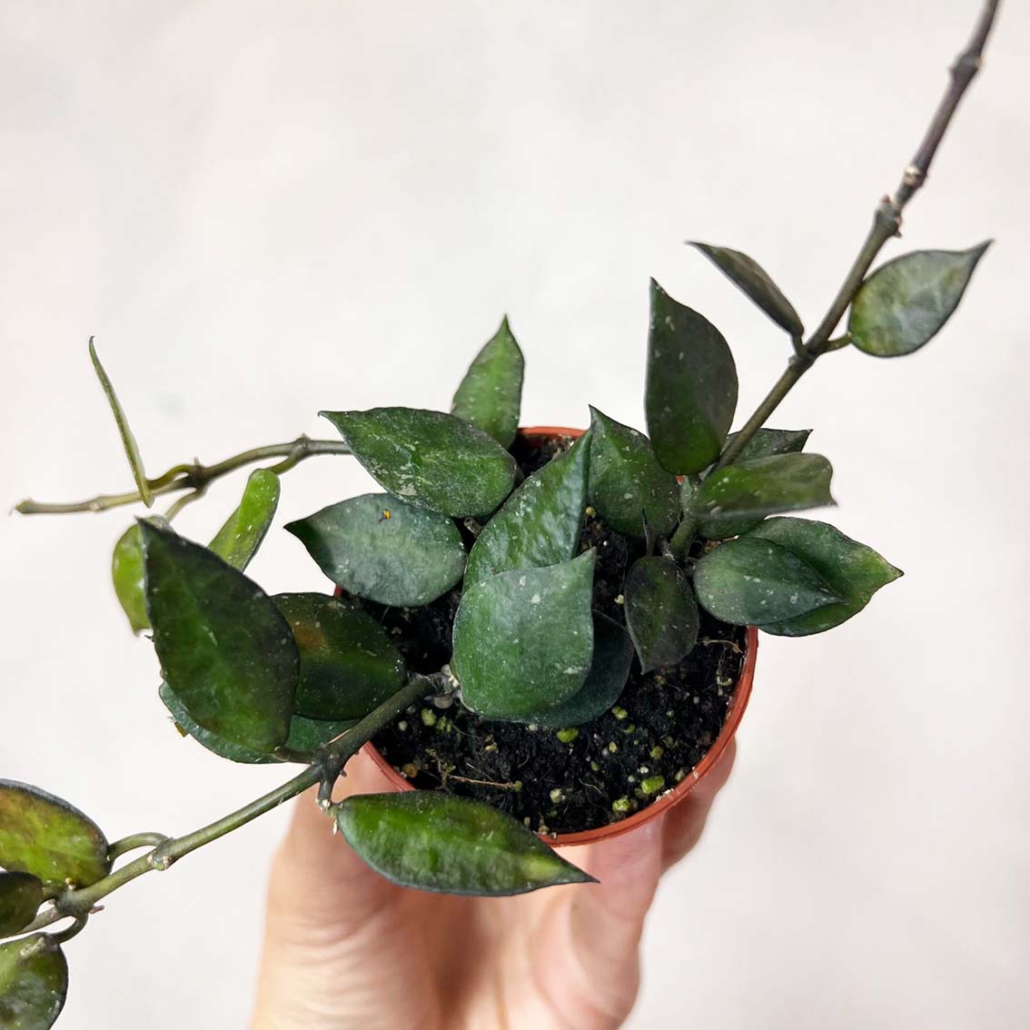 baby Hoya krohniana black leaves