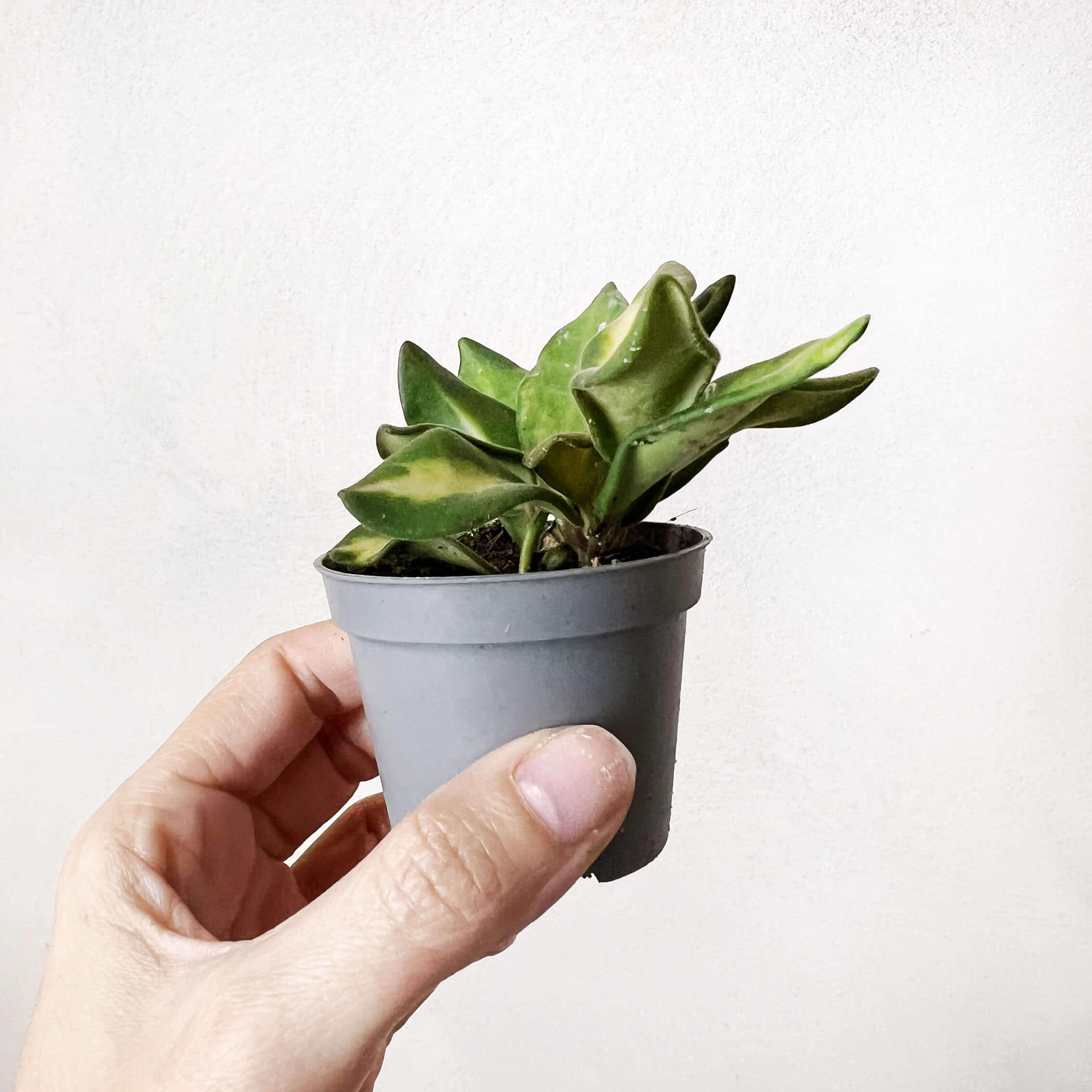 baby Hoya Burtoniae variegata (Ds70)