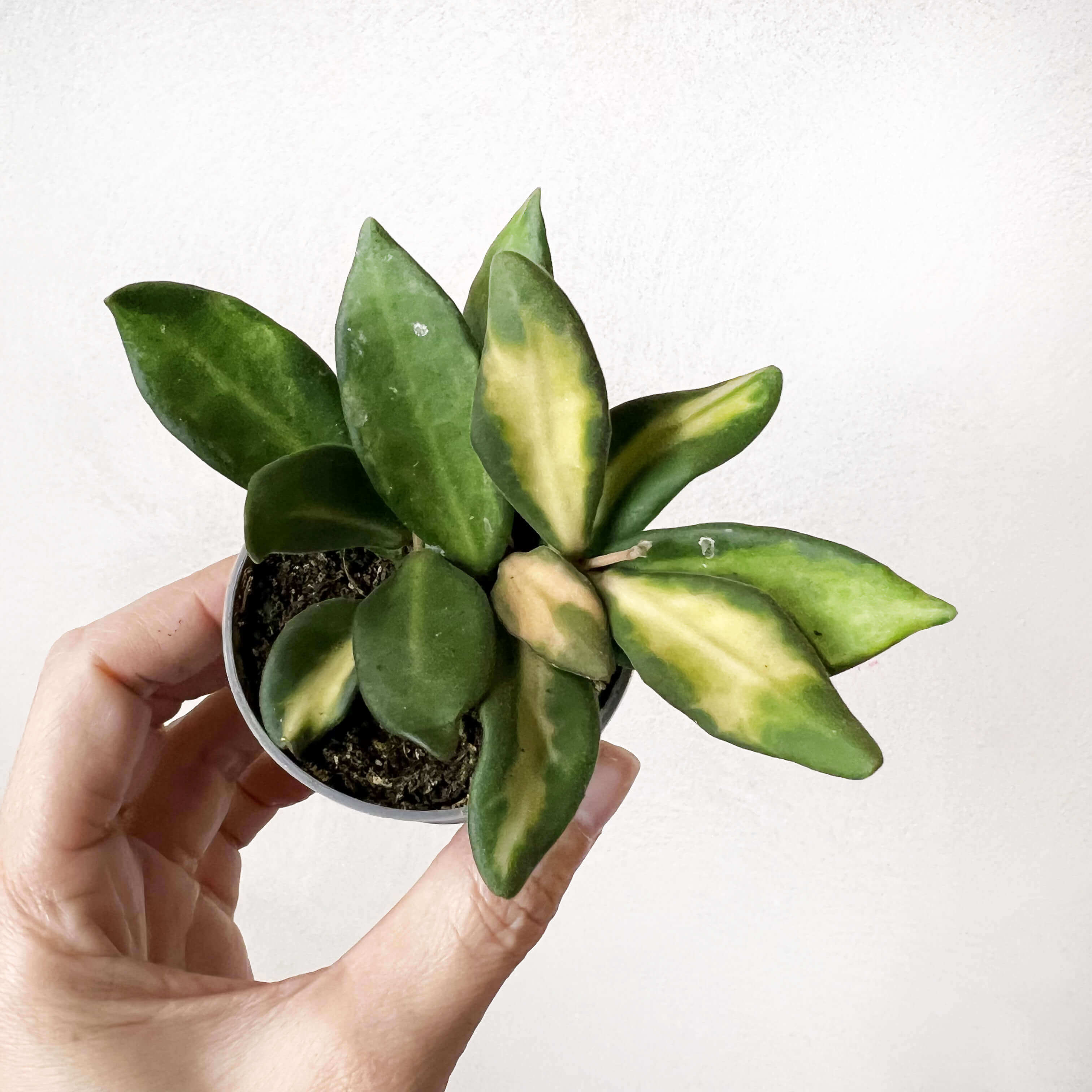 baby Hoya Burtoniae variegata (Ds70)