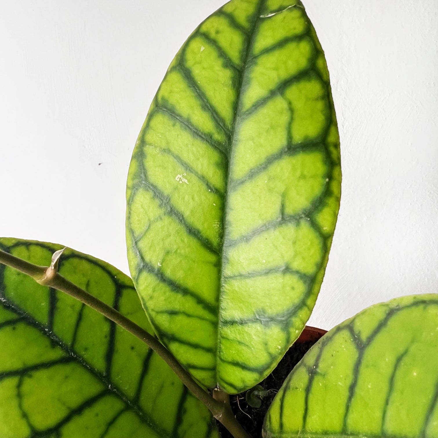 Hoya callistophylla 'KAL 16'