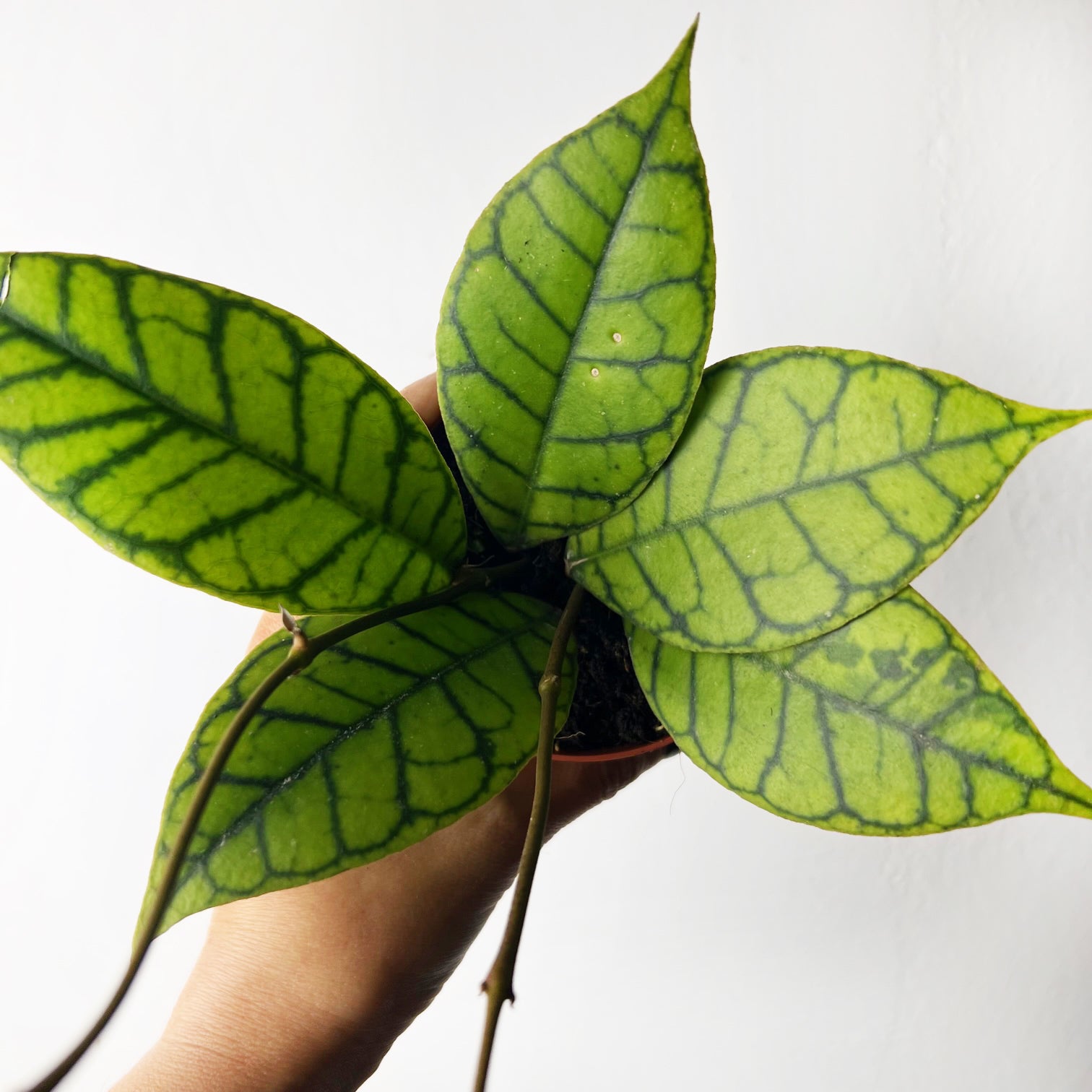 Hoya callistophylla 'KAL 16'