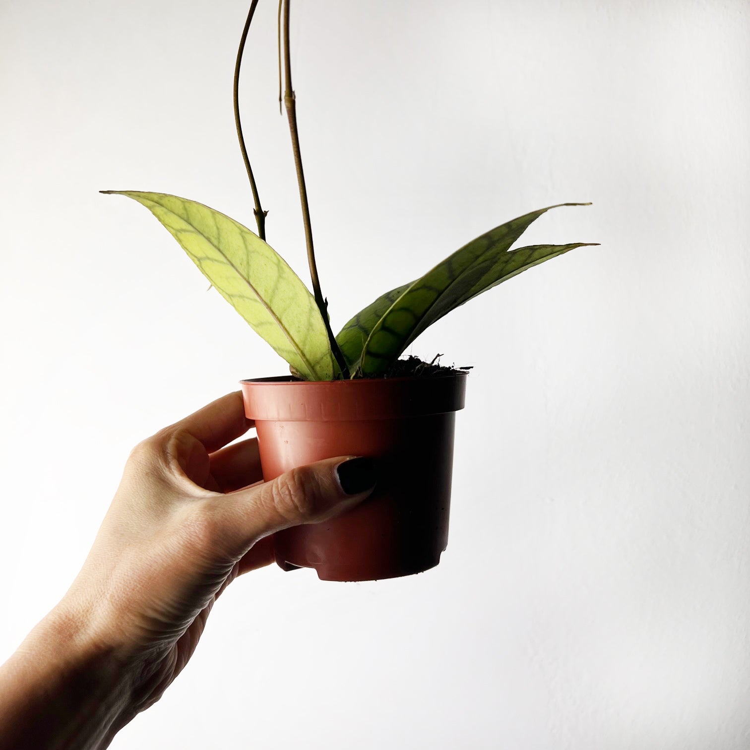 Hoya callistophylla 'KAL 16'