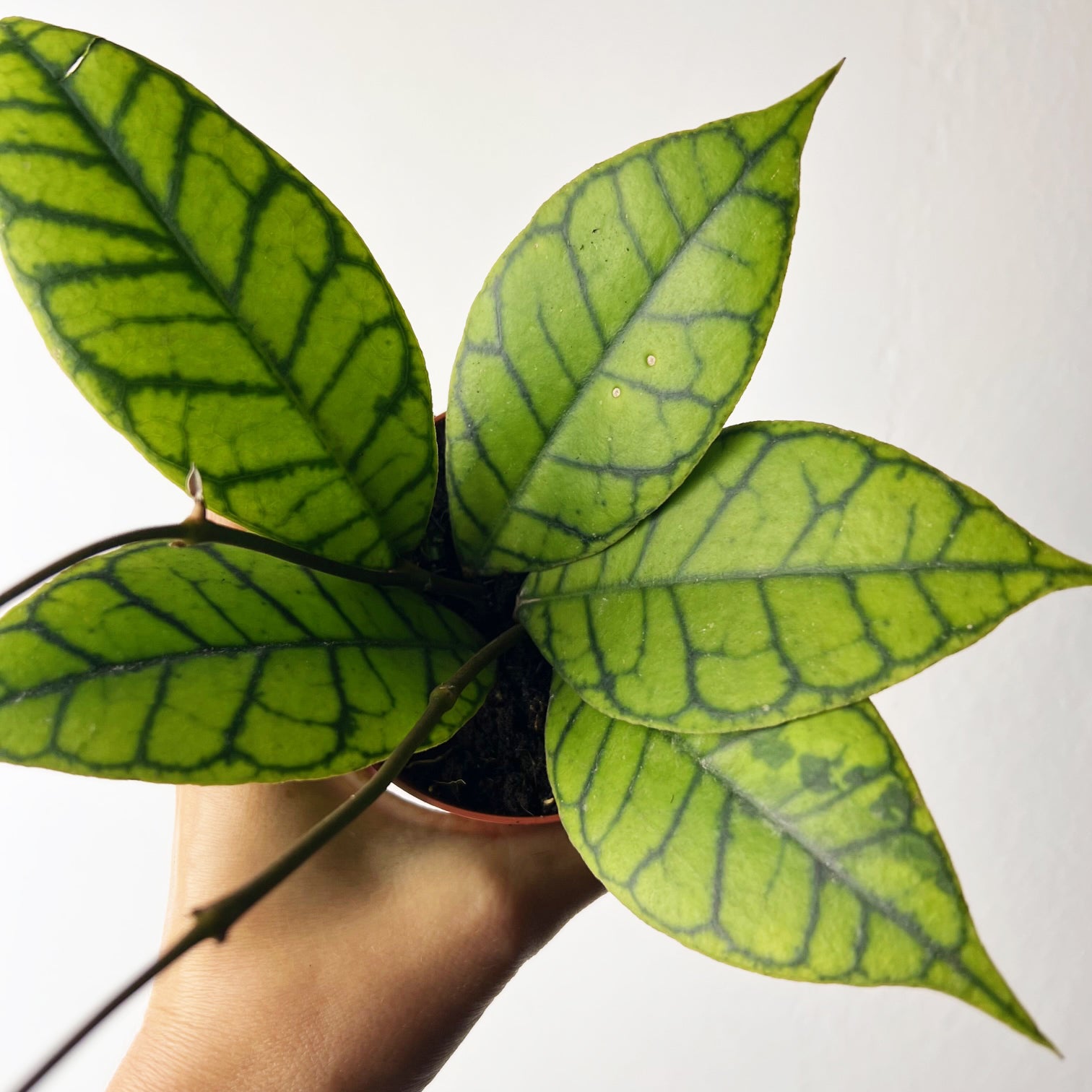 Hoya callistophylla 'KAL 16'