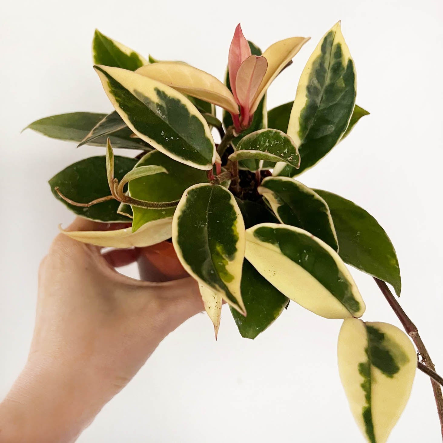 CookingPal Pronto Pentola A Pressione Intelligente Con Sistema Di Rilascio Automatico Della Pressione Rivelato.680416.0 - Foto 6