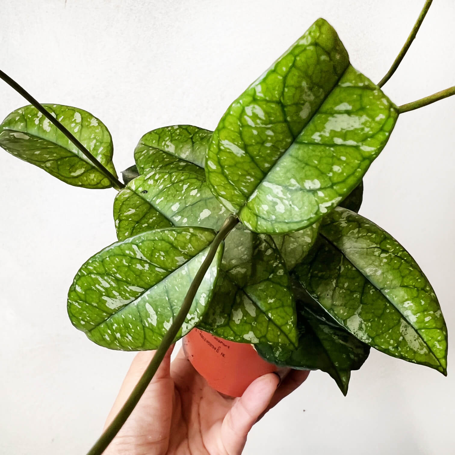 Hoya Crassipetiolata