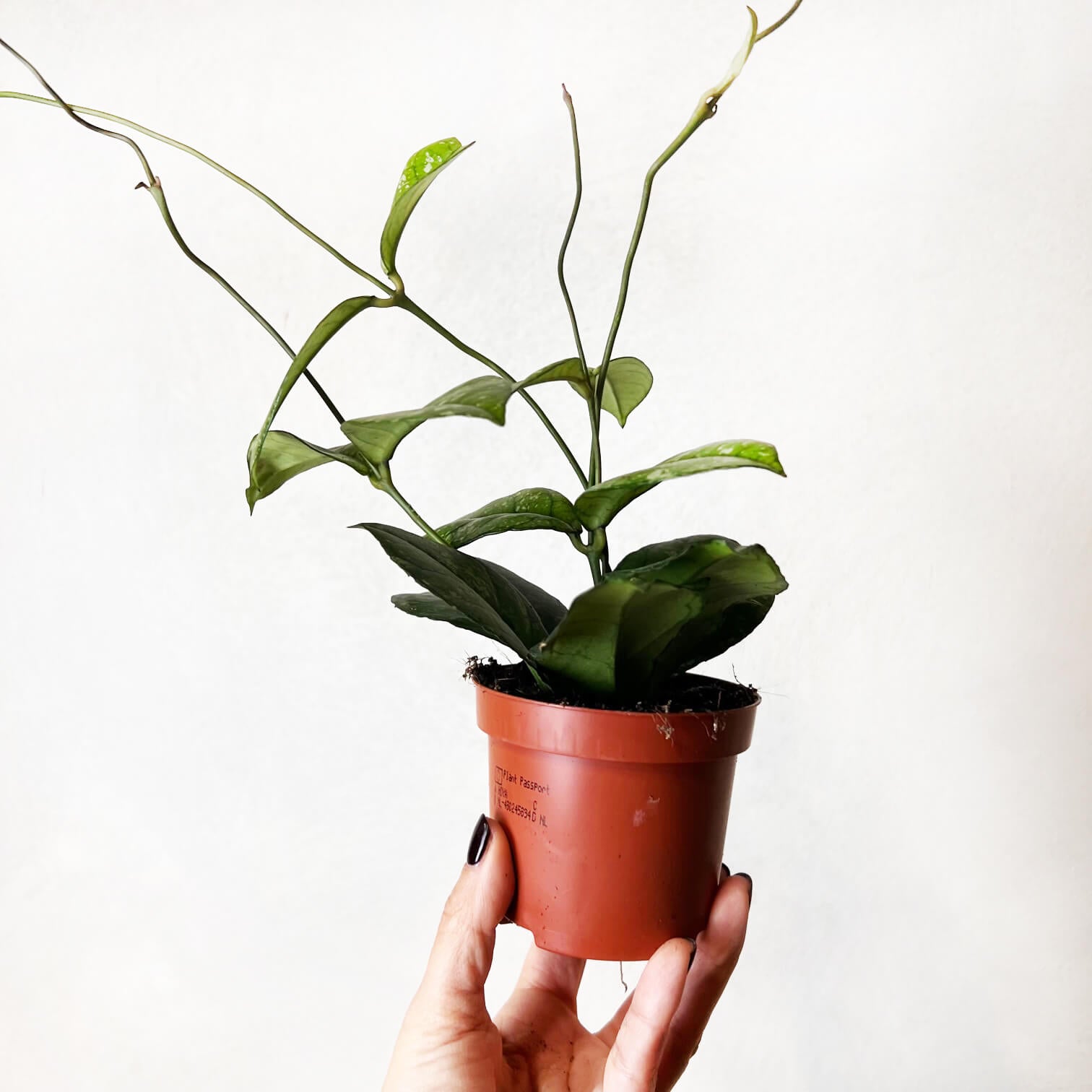 Hoya Crassipetiolata