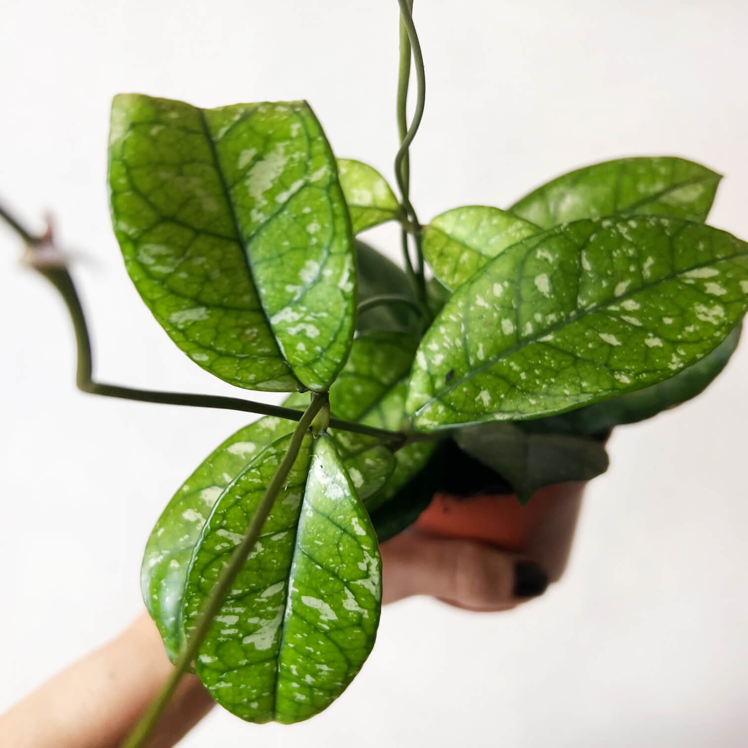 Hoya Crassipetiolata