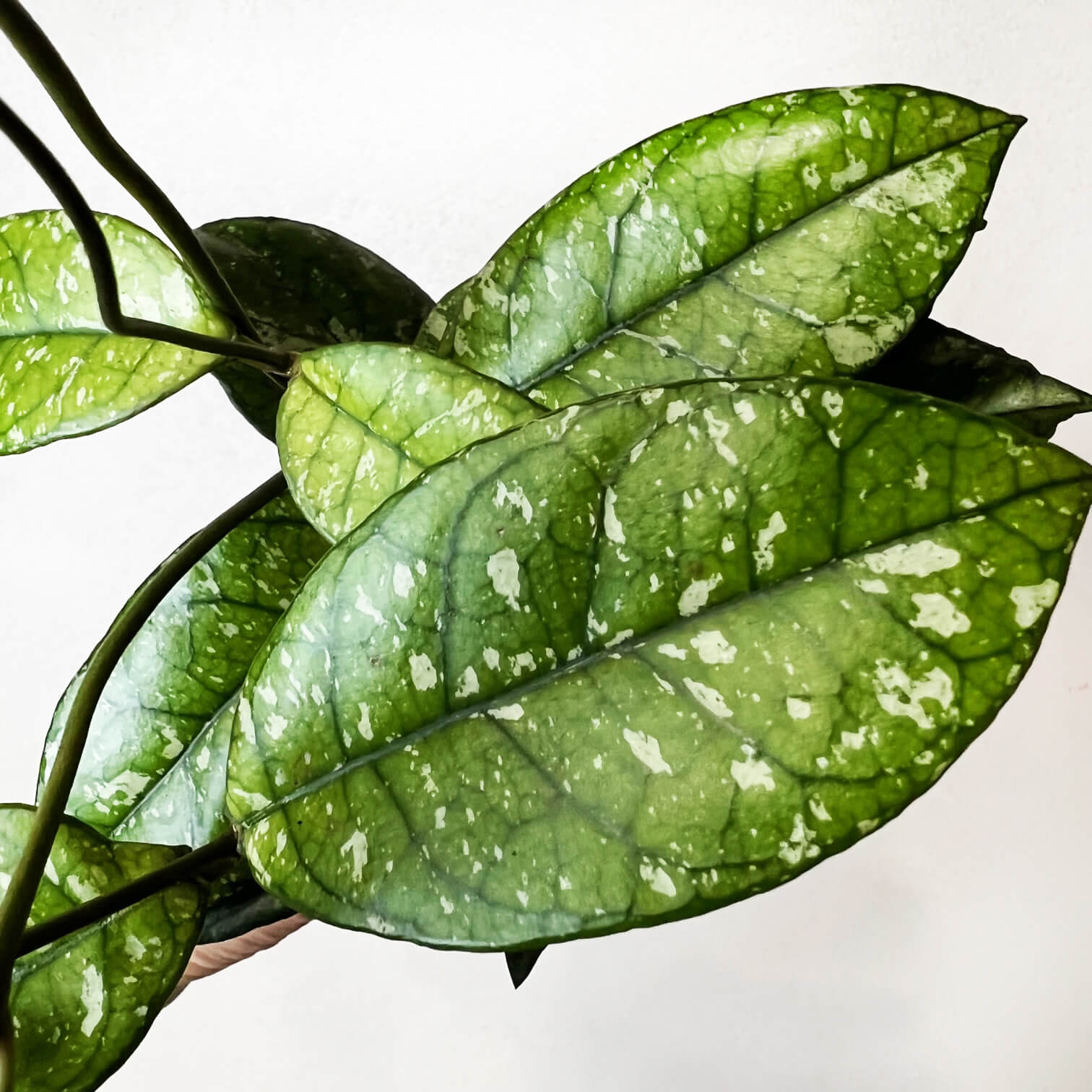 Hoya Crassipetiolata