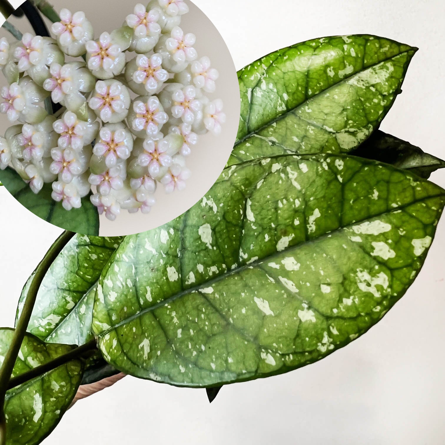Hoya Crassipetiolata