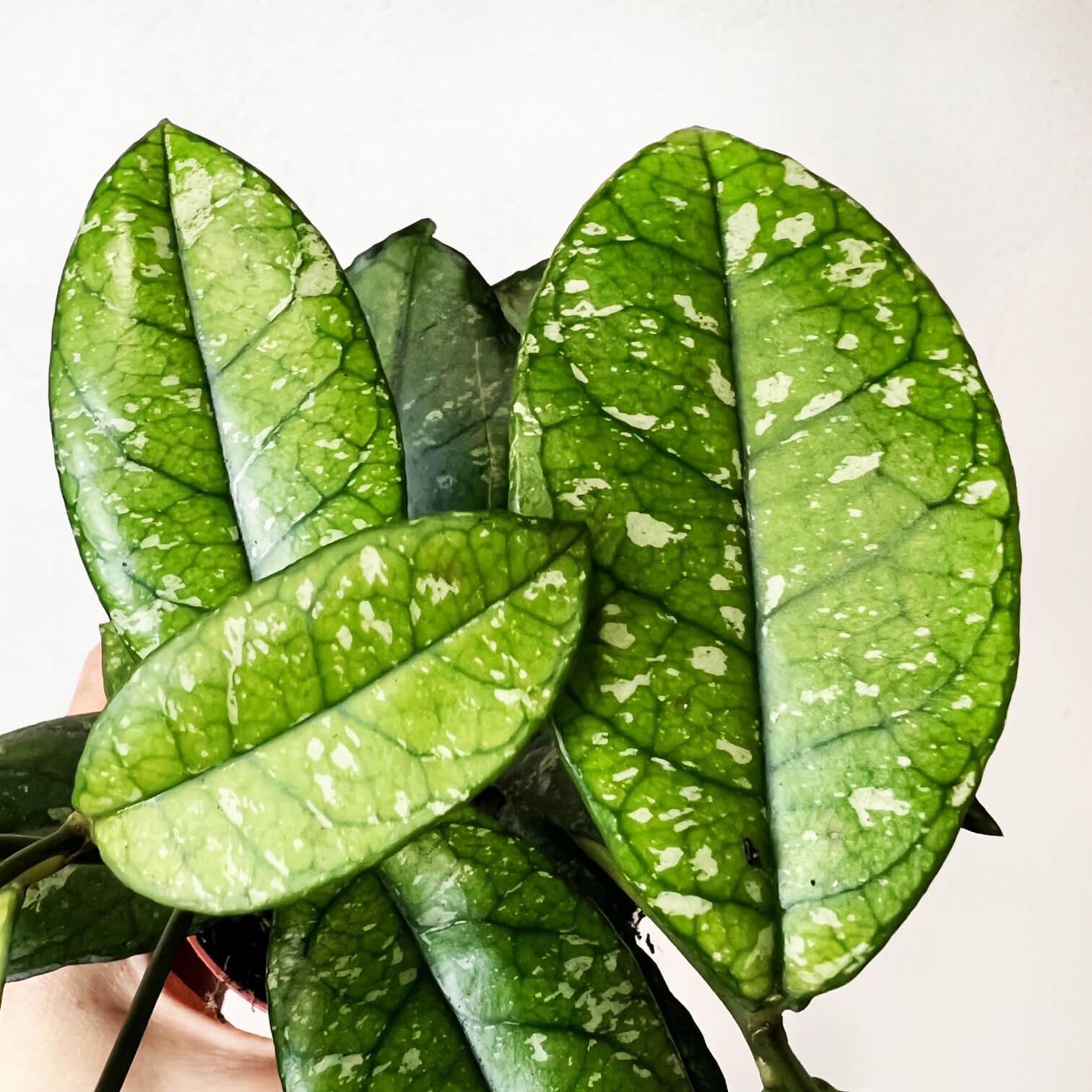 Hoya Crassipetiolata