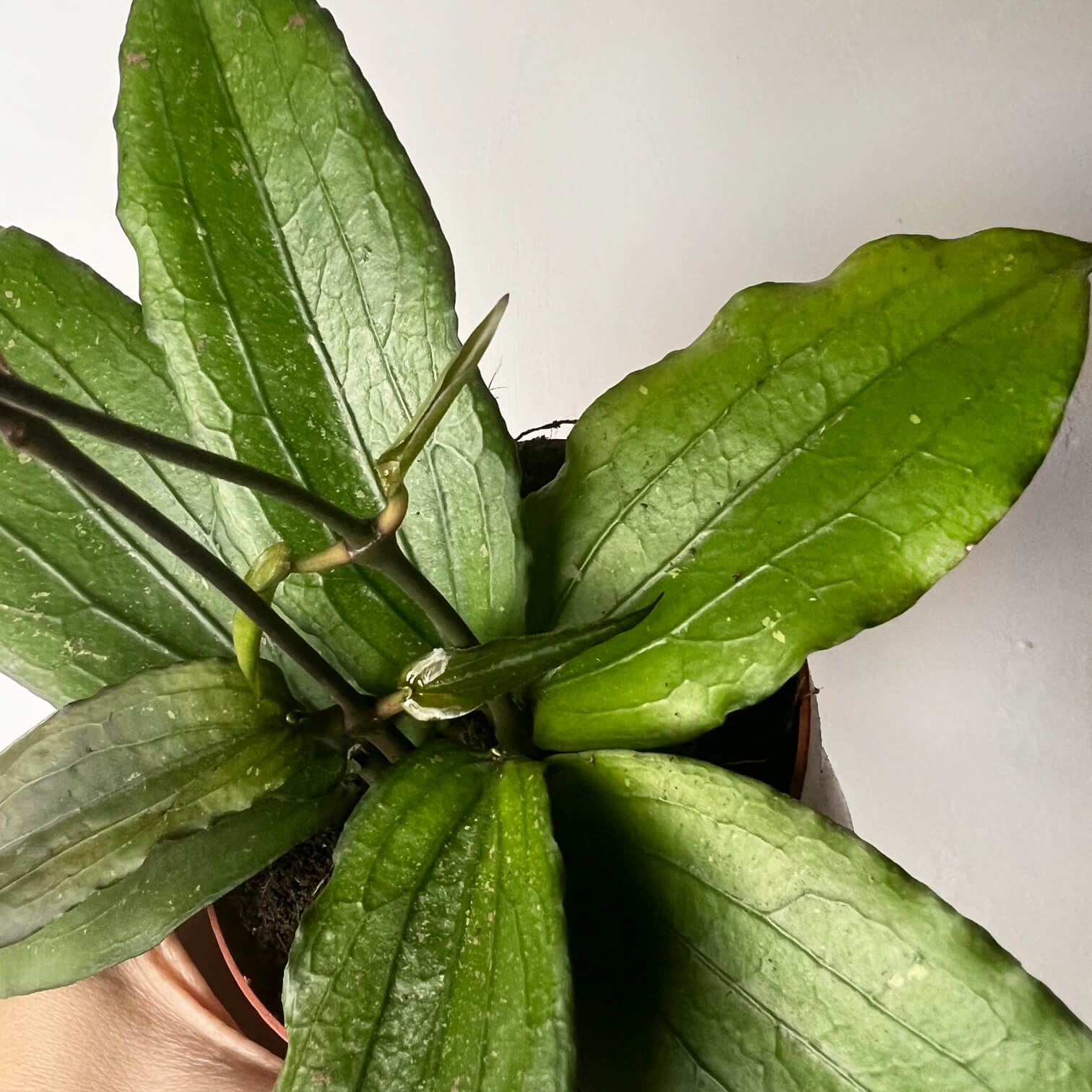 Hoya Erythrina